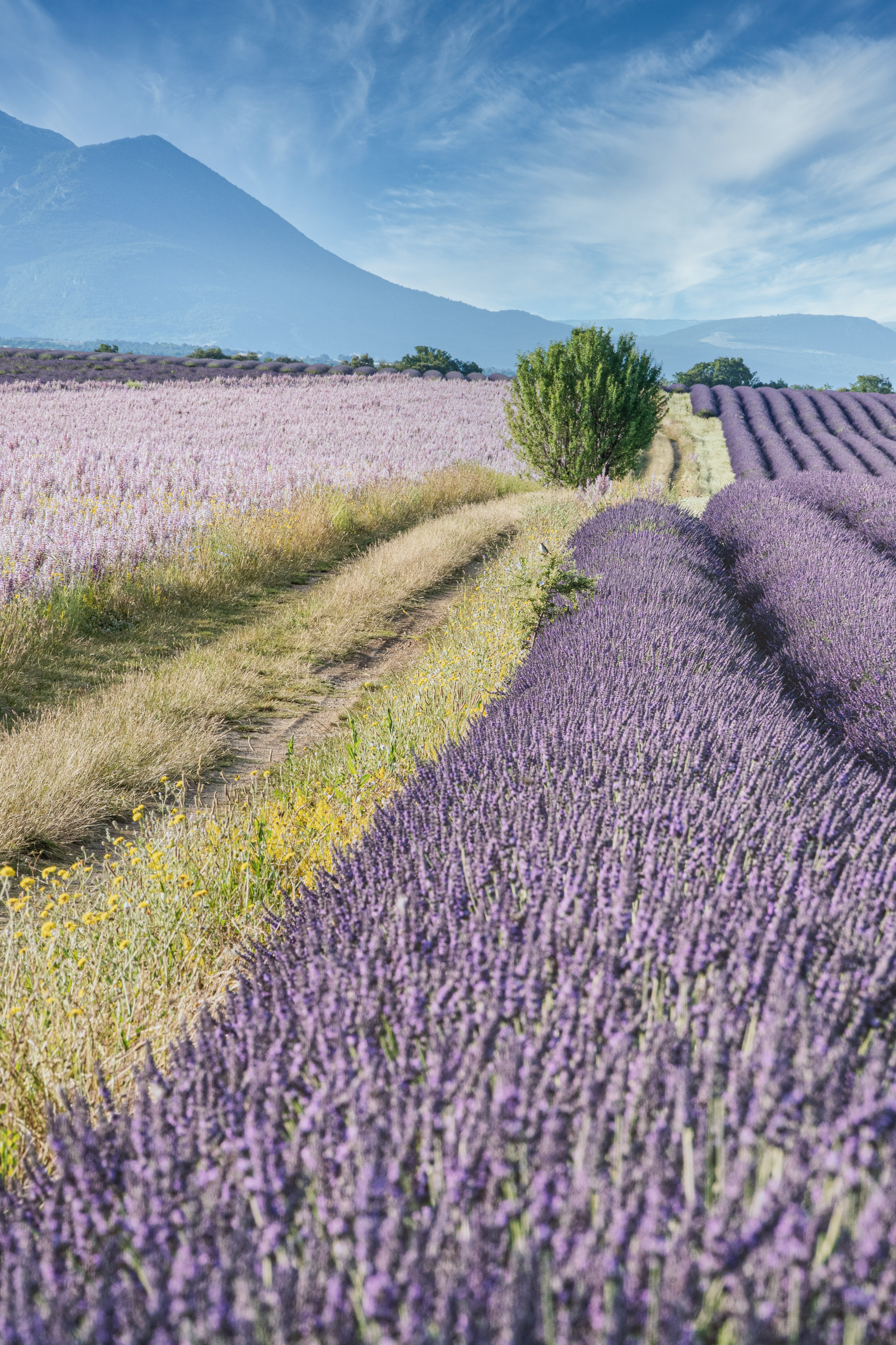 Laden Sie das Natur, Bush, Feld, Steigung, Dahl, Distanz, Lavendel-Bild kostenlos auf Ihren PC-Desktop herunter