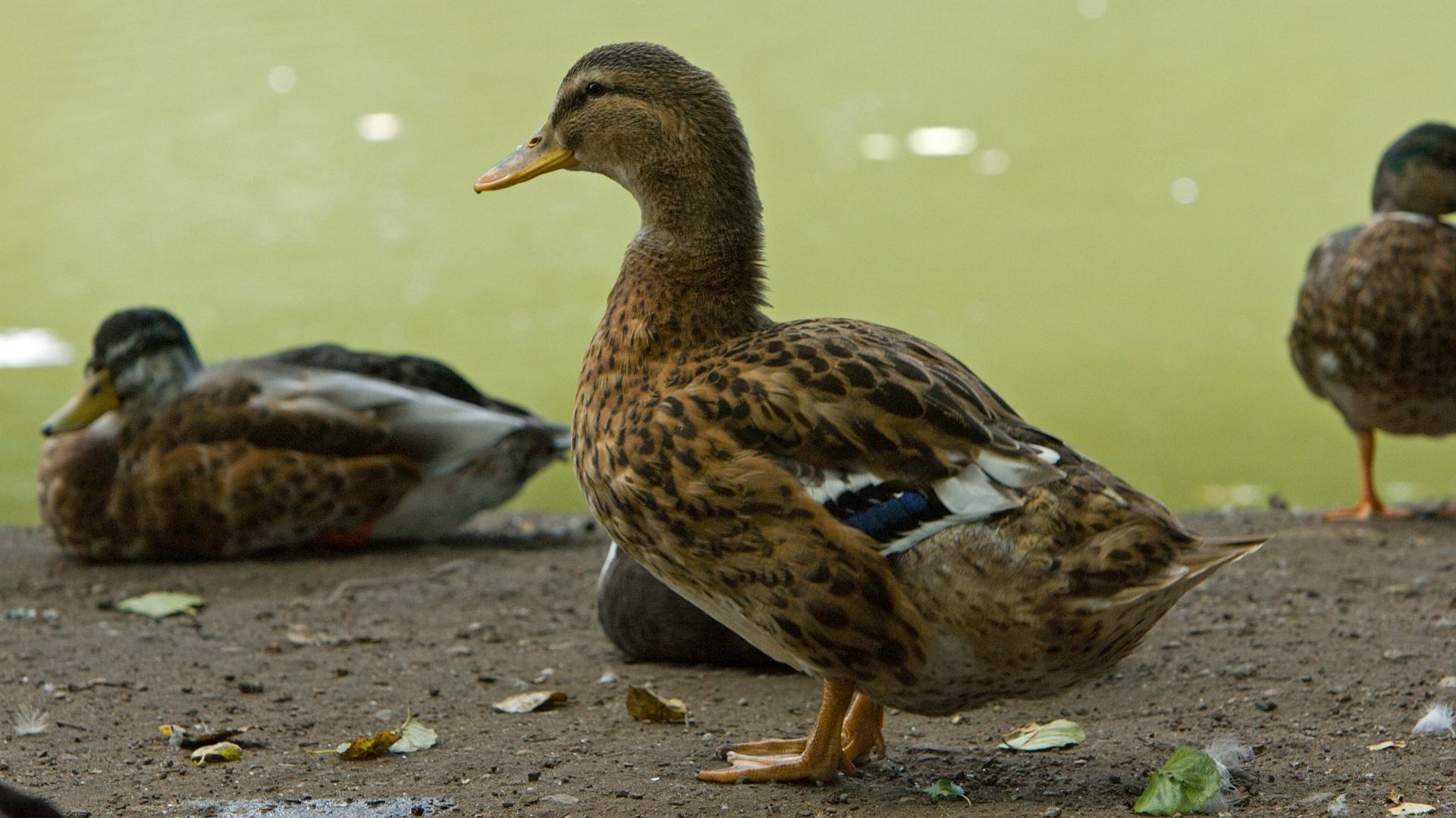 62430 Hintergrundbilder und Ducks Bilder auf dem Desktop. Laden Sie tiere, vögel, ducks, feder, farbe Bildschirmschoner kostenlos auf den PC herunter