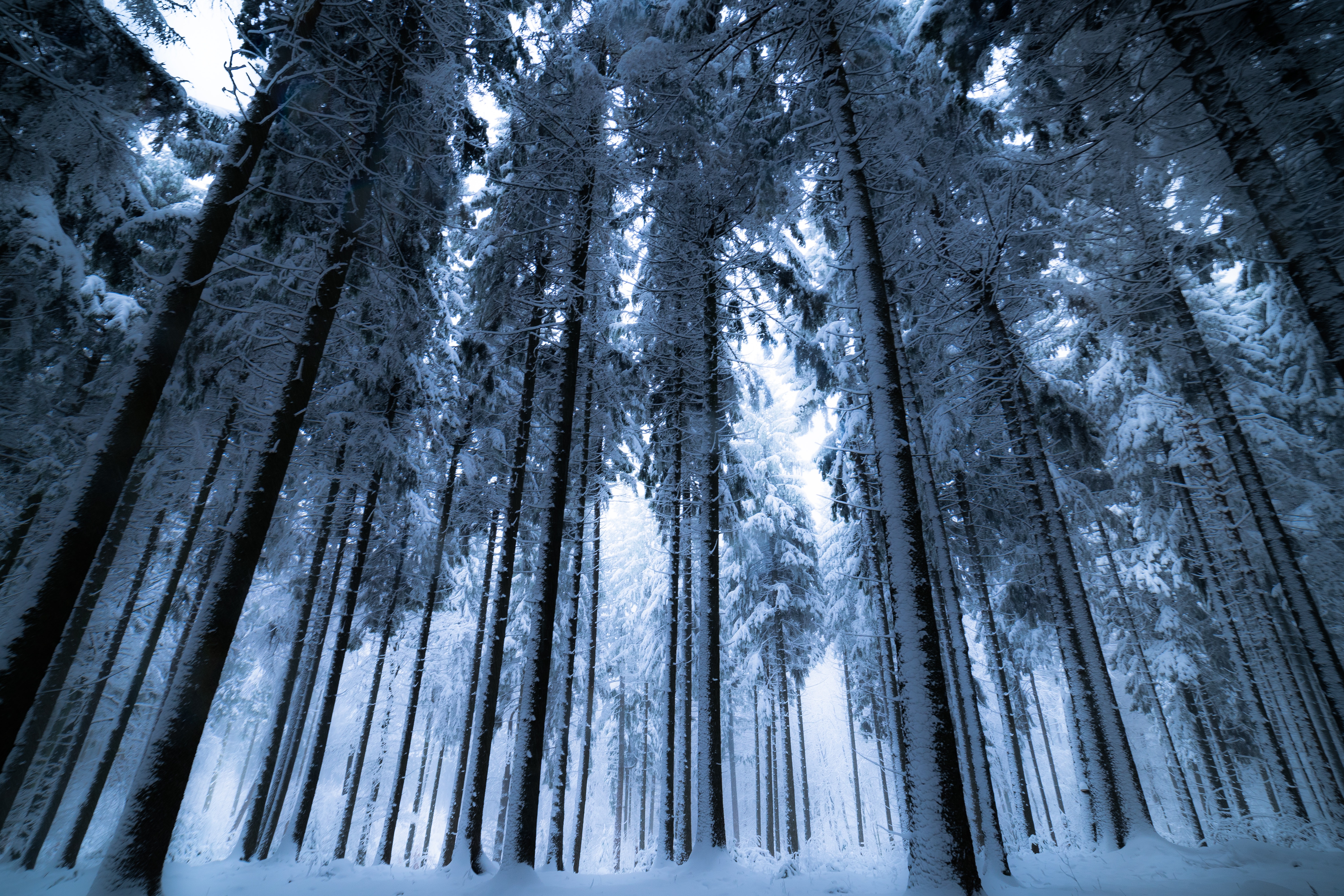 145481 завантажити шпалери зима, природа, дерева, сніг, ліс, туман, вид знизу - заставки і картинки безкоштовно