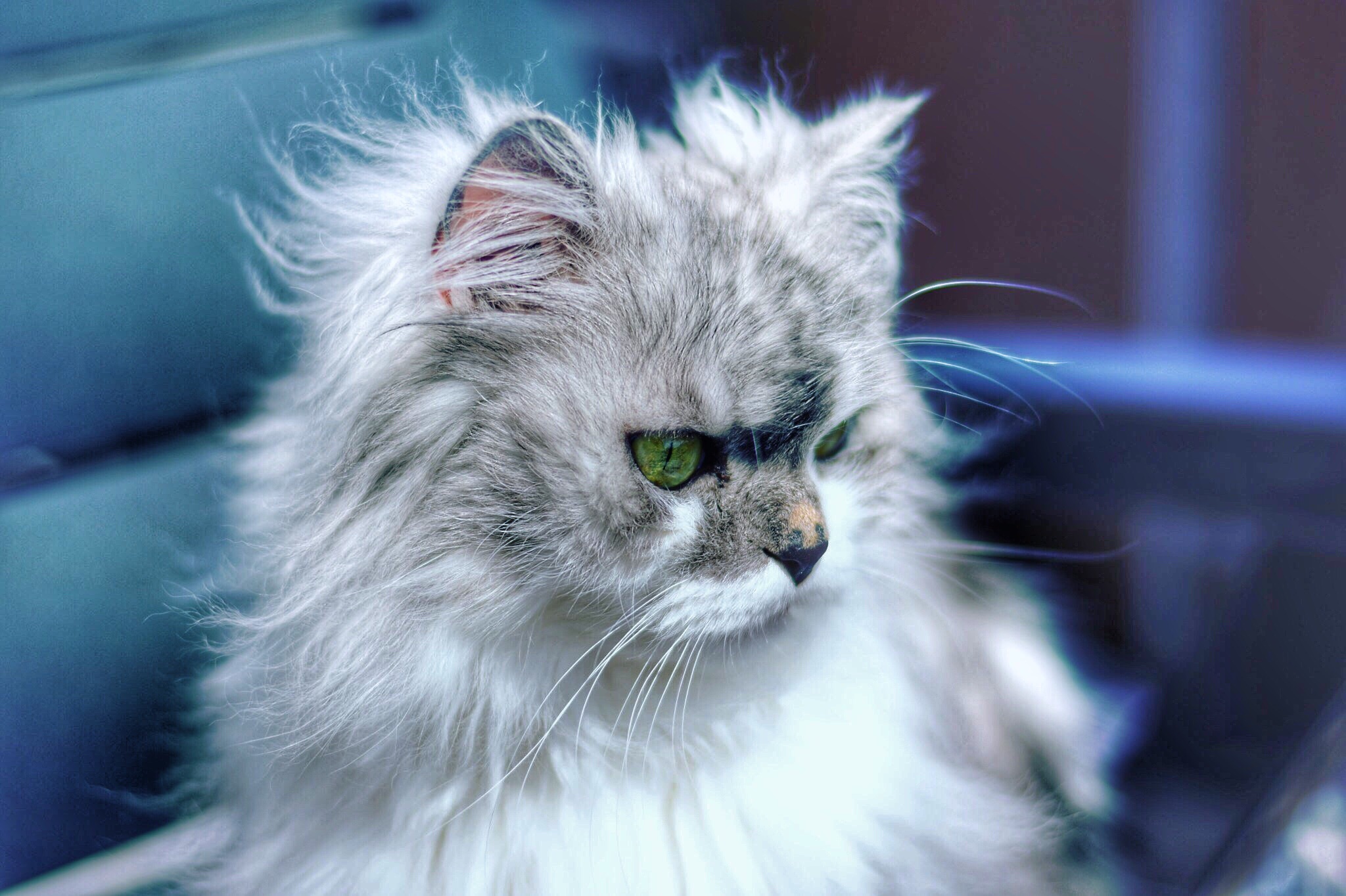 Laden Sie das Tiere, Der Kater, Katze, Flauschige, Cool-Bild kostenlos auf Ihren PC-Desktop herunter