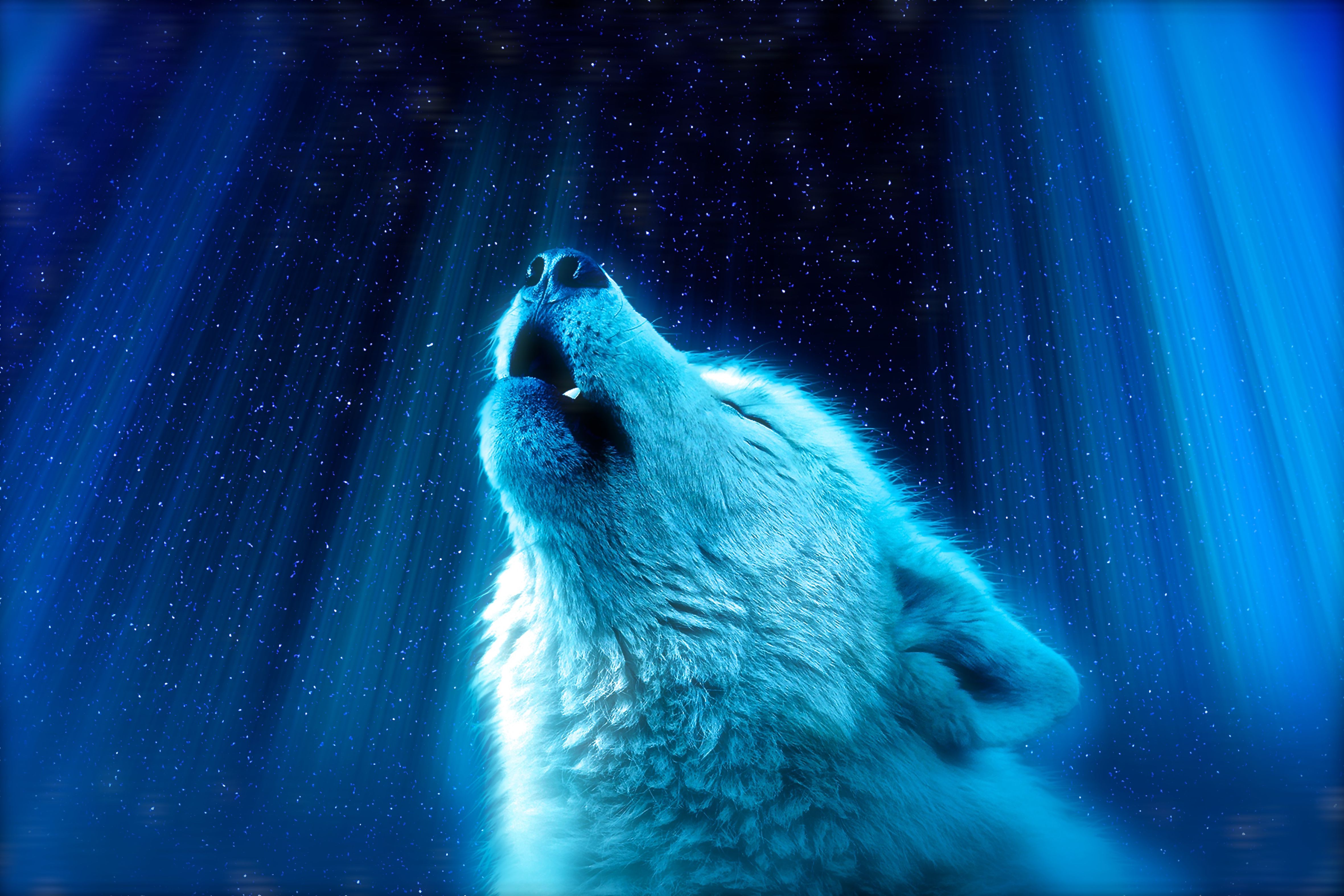 1080p pic howl, blue, wolf, animals