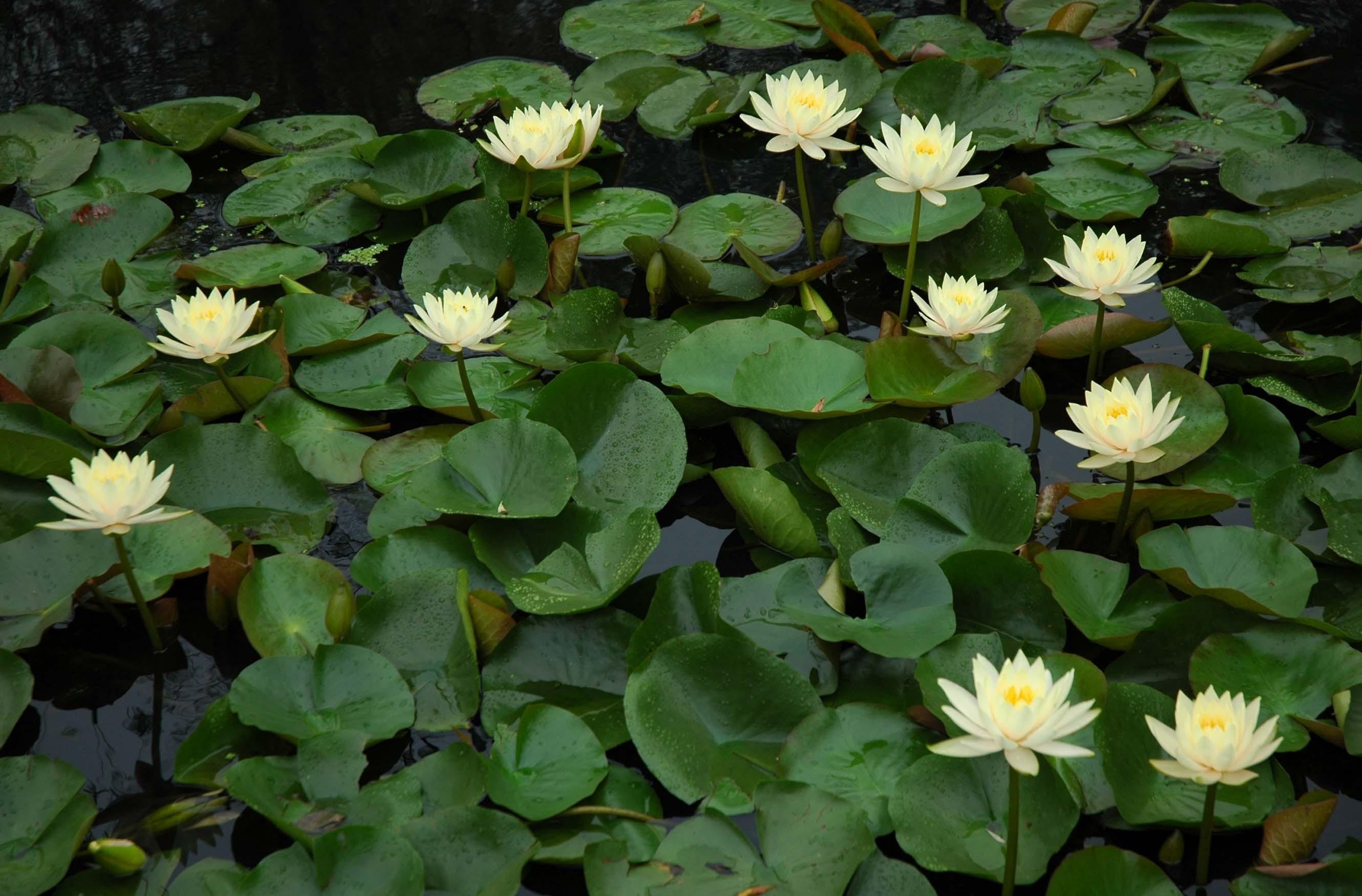 pond, water lilies, greens, water Windows Mobile Wallpaper
