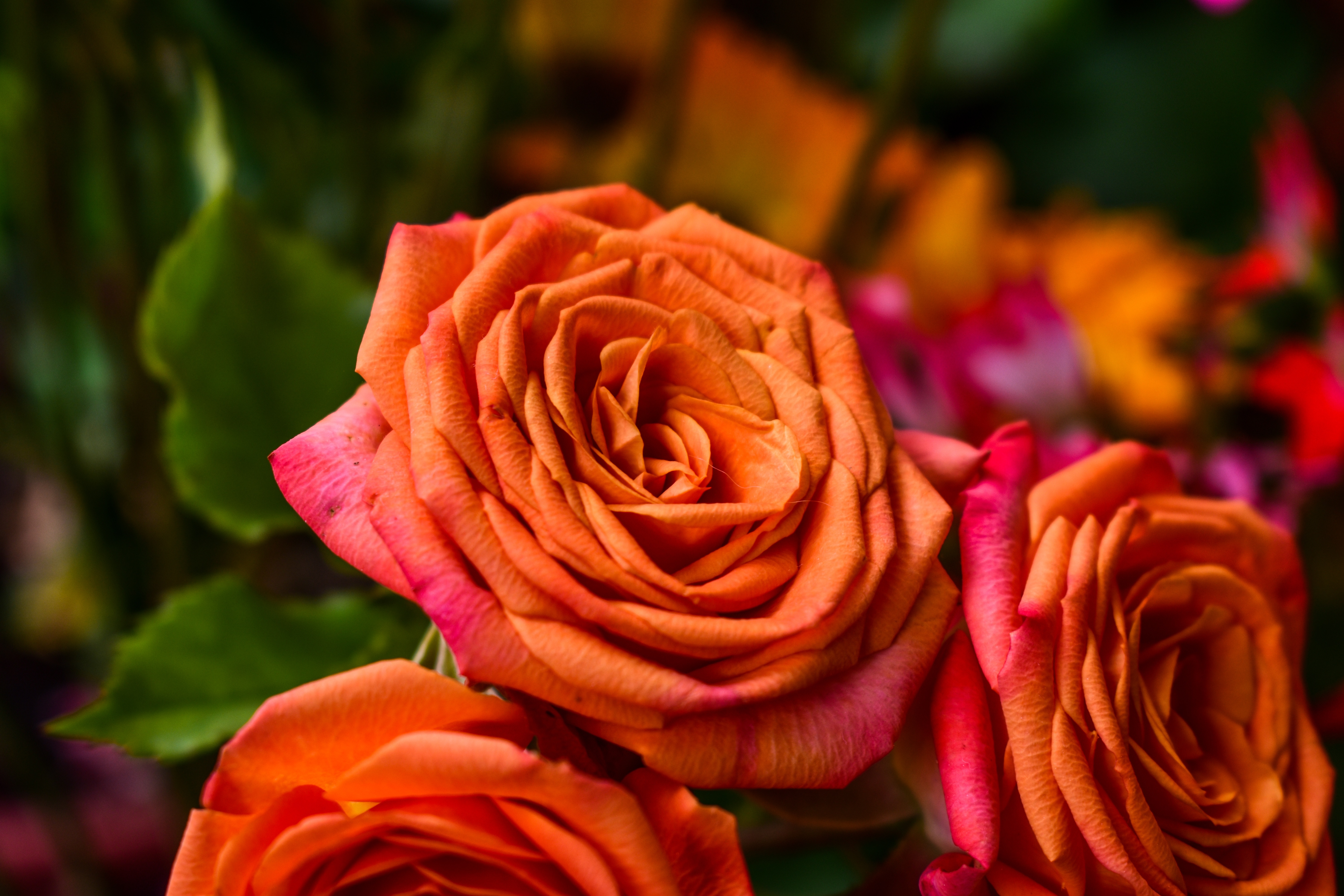 rose, flowers, orange, rose flower, petals, bud