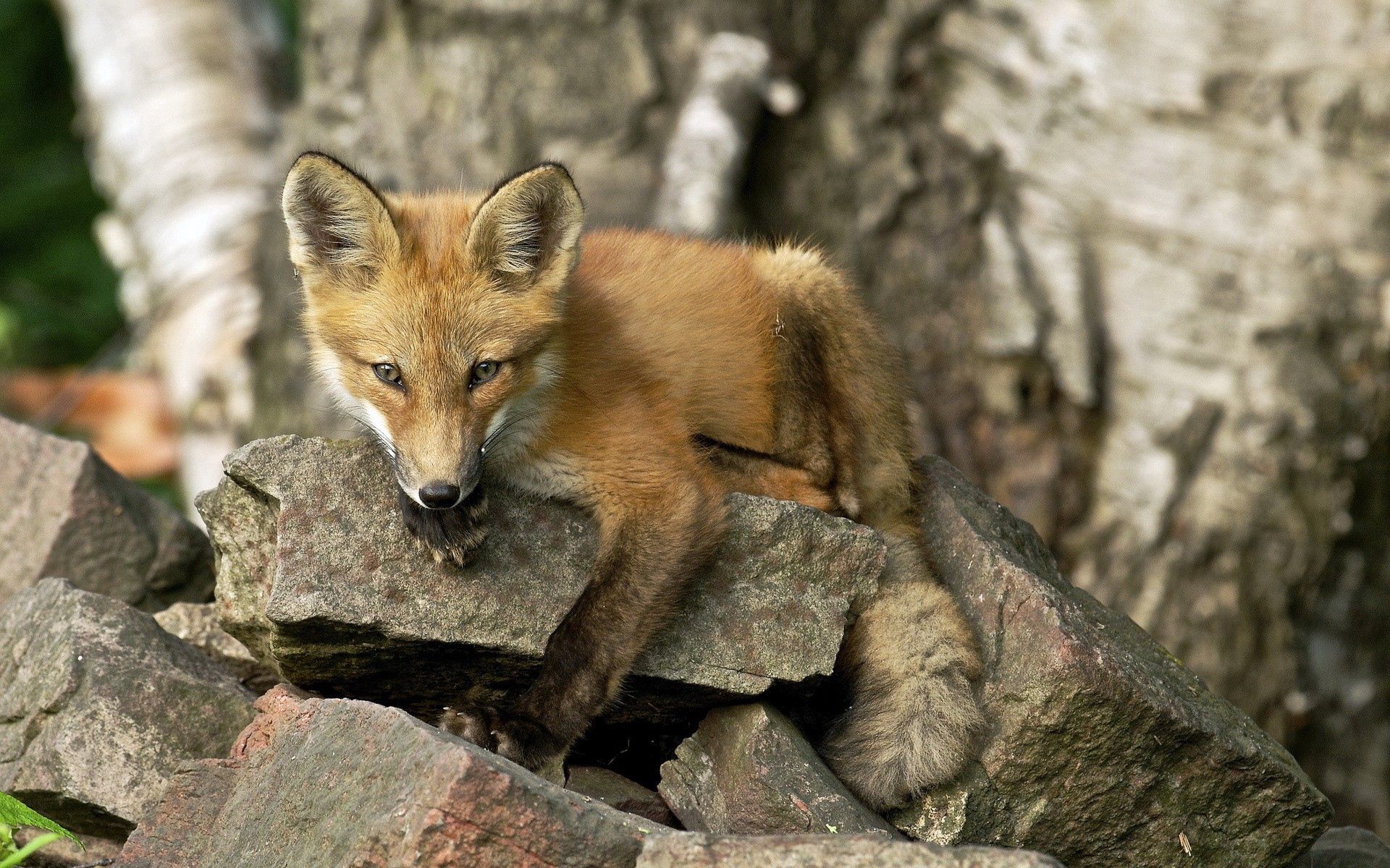 Laden Sie das Tiere, Schnauze, Stein, Tier, Fuchs, Ein Fuchs, Ein Stein-Bild kostenlos auf Ihren PC-Desktop herunter