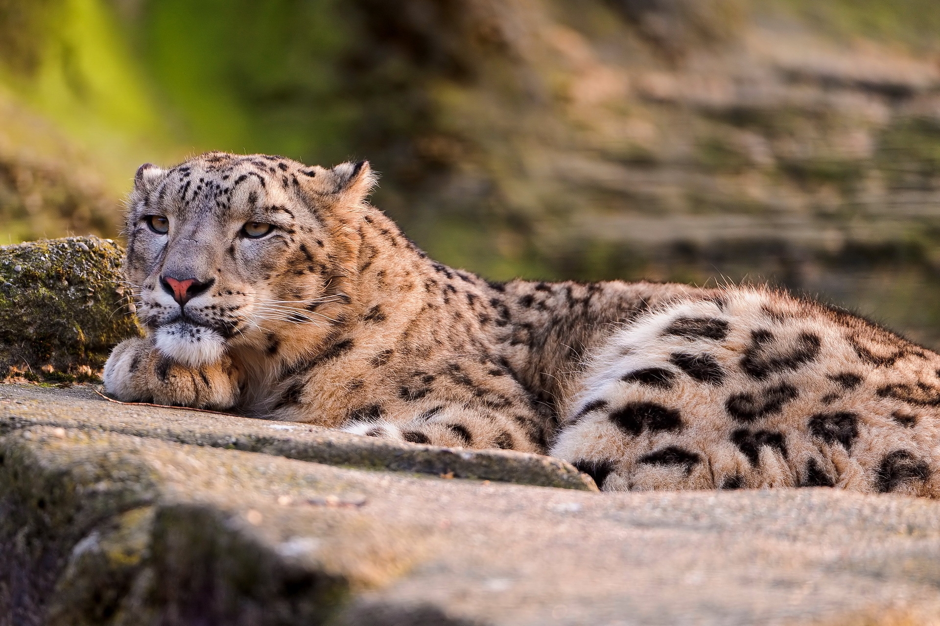 115567 Hintergrundbild herunterladen tiere, schneeleopard, leopard, sich hinlegen, liegen, raubtier, predator, große katze, big cat, sicht, meinung - Bildschirmschoner und Bilder kostenlos