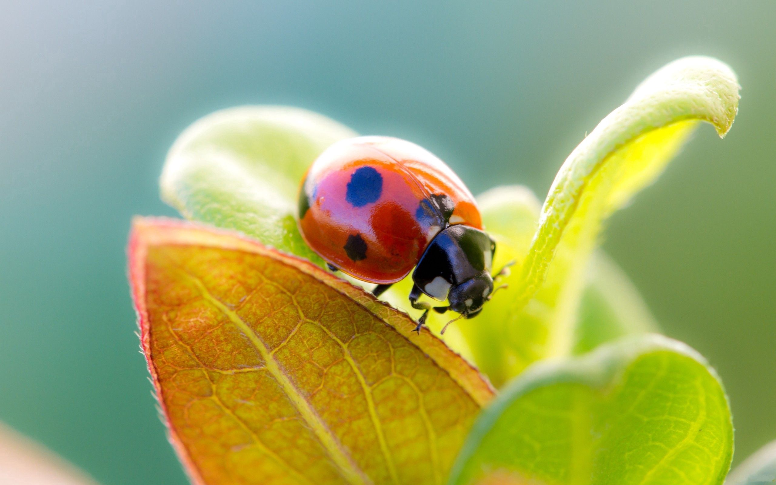 Laden Sie das Marienkäfer, Grass, Blätter, Makro, Trocken, Ladybird-Bild kostenlos auf Ihren PC-Desktop herunter