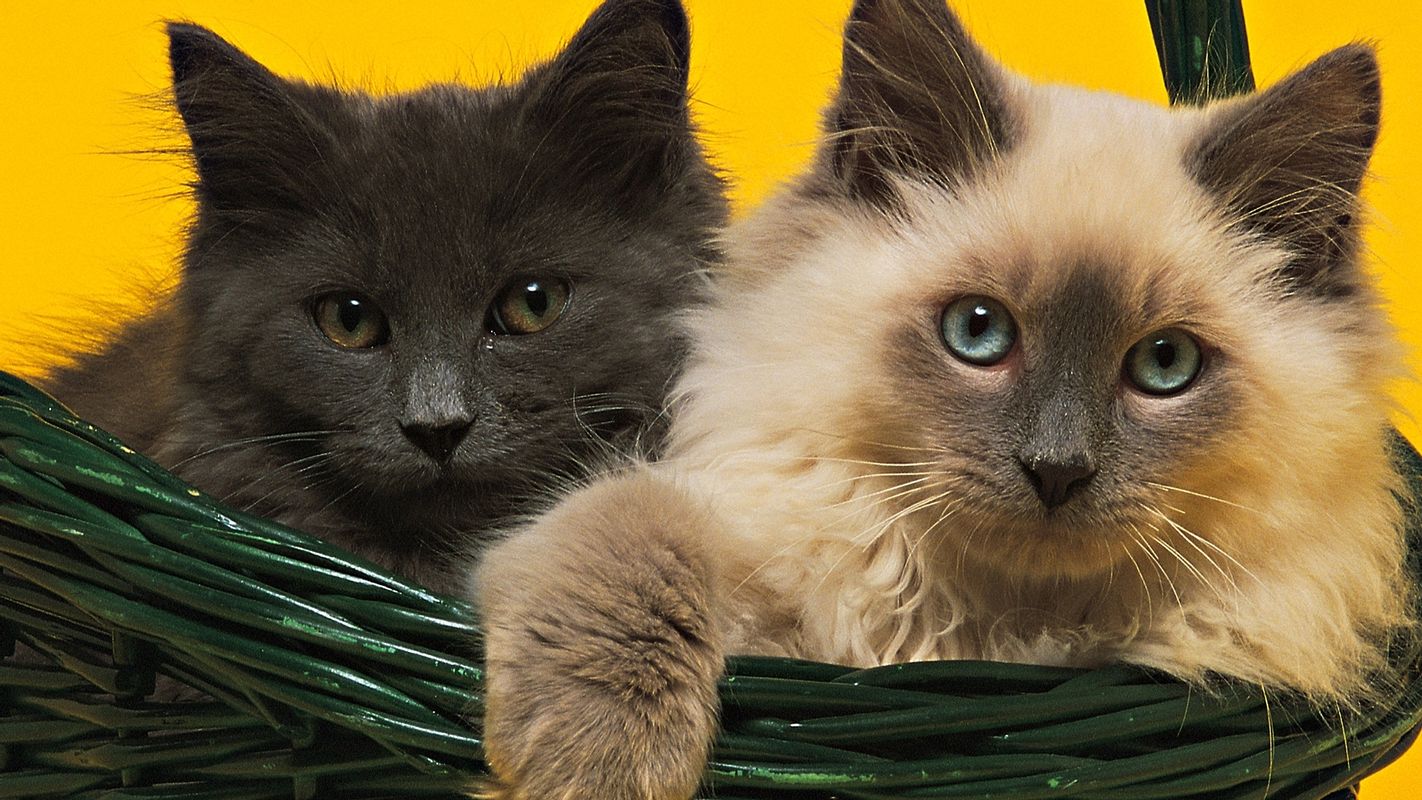 Картинки на заставку телефона дикие кошки