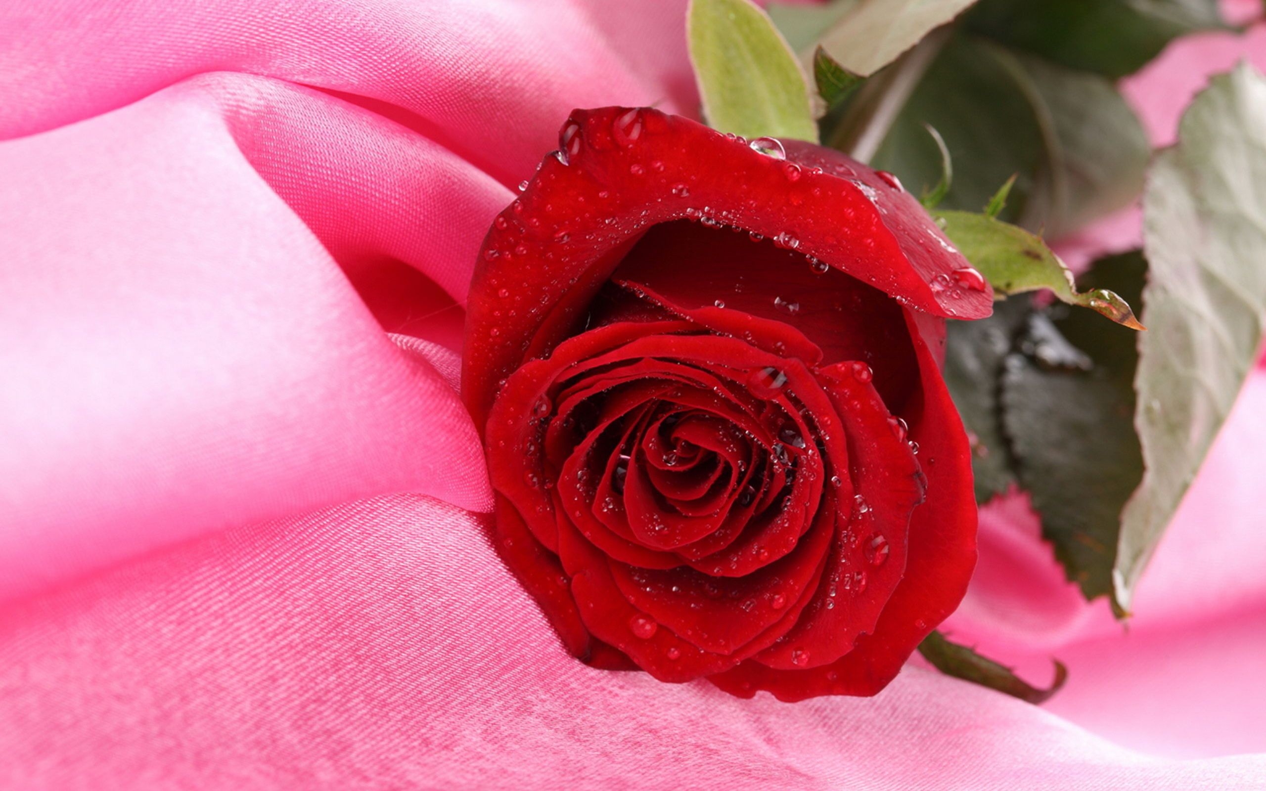 35923 обои 720x1280 на телефон бесплатно, скачать картинки розы, красные, цветы, растения 720x1280 на мобильный