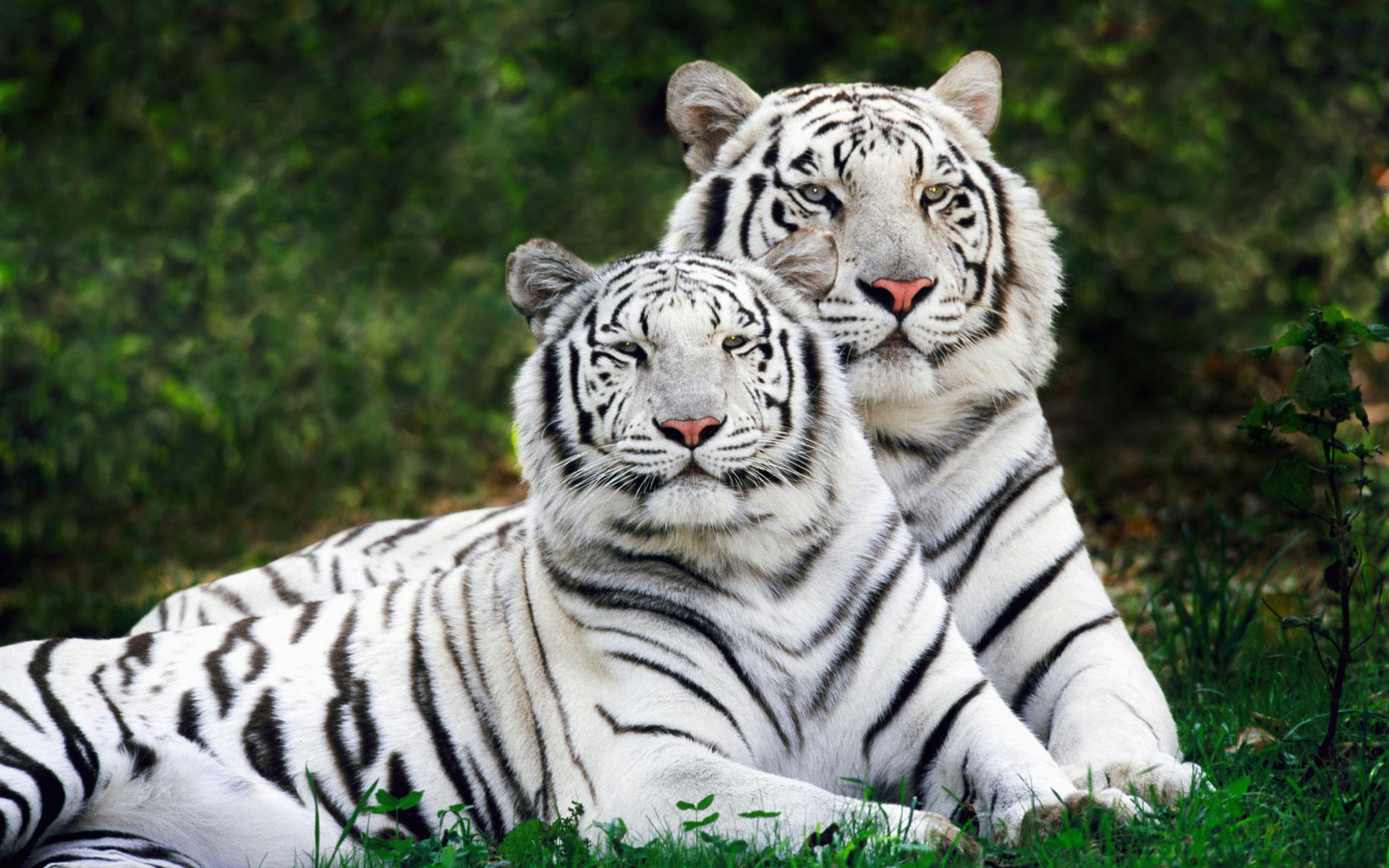 263177 Заставки і шпалери Тигр на телефон. Завантажити тварина, коти, білий тигр картинки безкоштовно