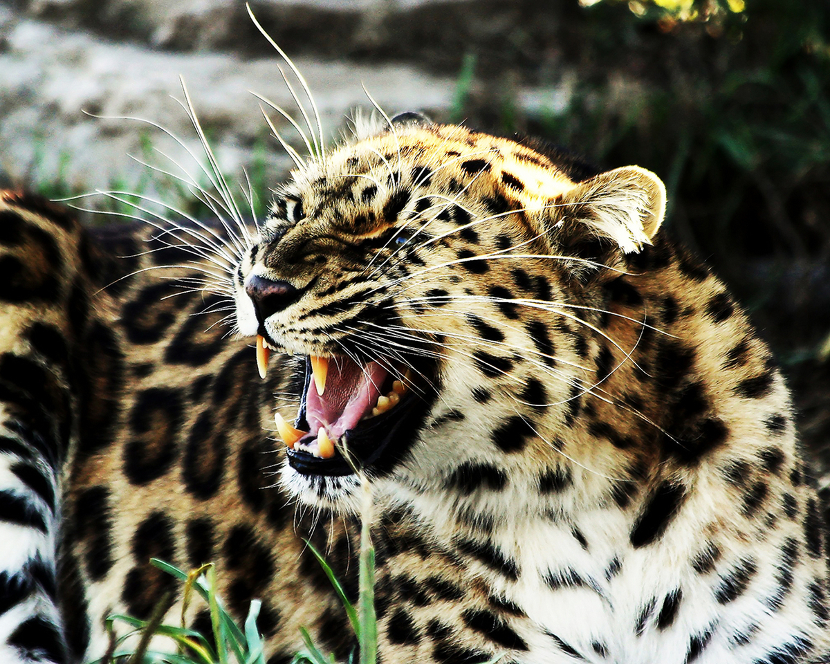 37836 Salvapantallas y fondos de pantalla Leopardos en tu teléfono. Descarga imágenes de animales gratis