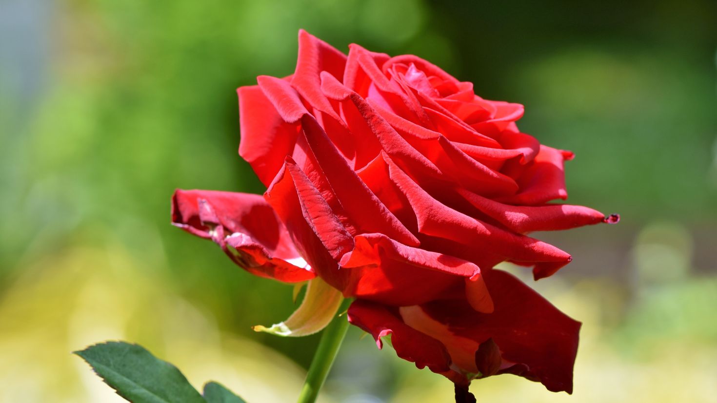 красные розы на природе фотографии красивые