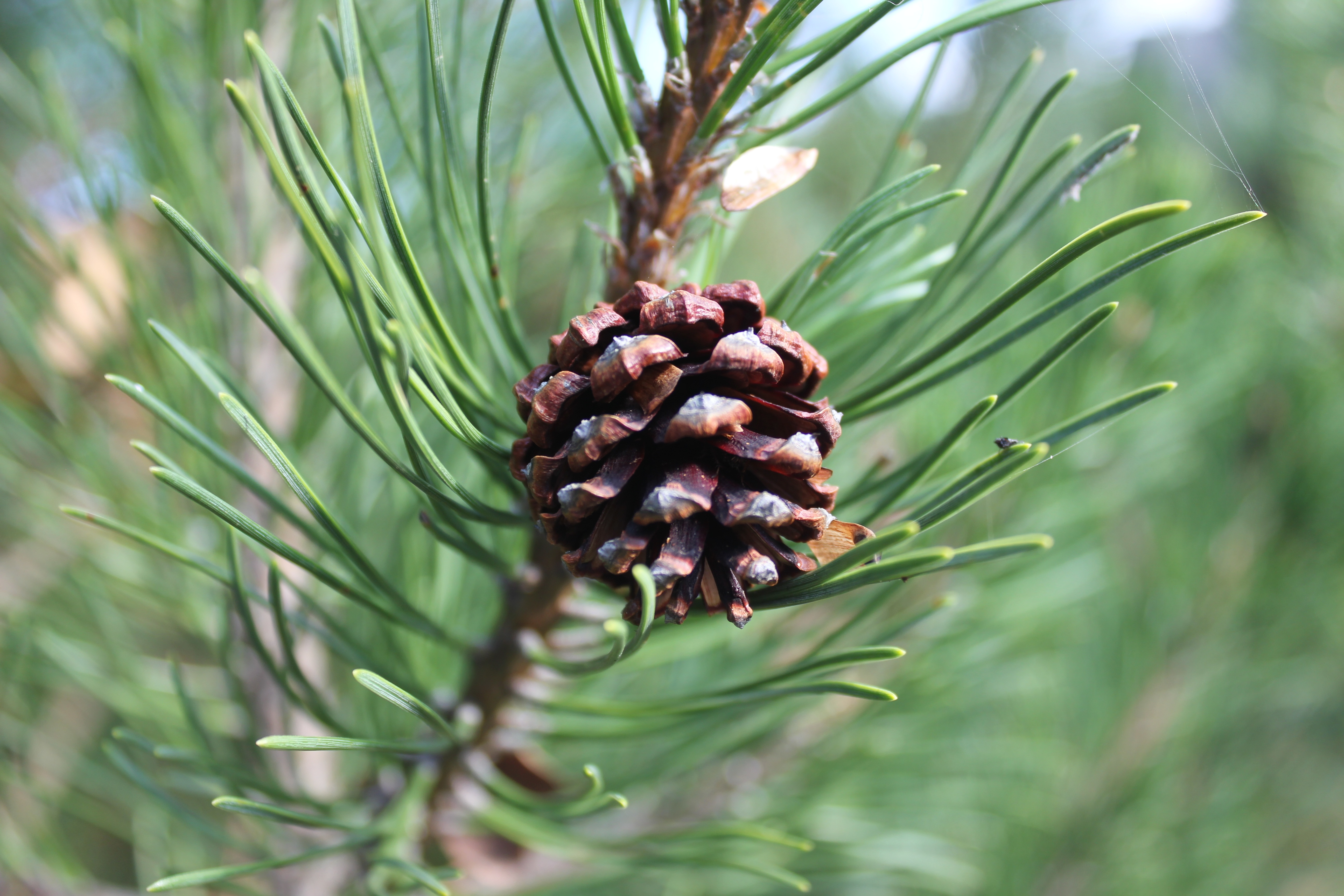 Pine branch, nature, bump, cone Free Stock Photos