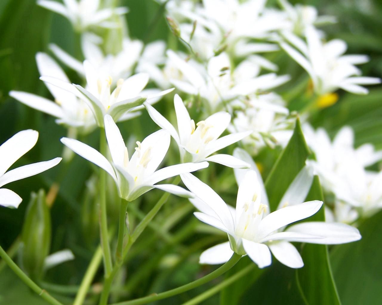 flowers, greens, white, delicate Free Pure 4K Ultra