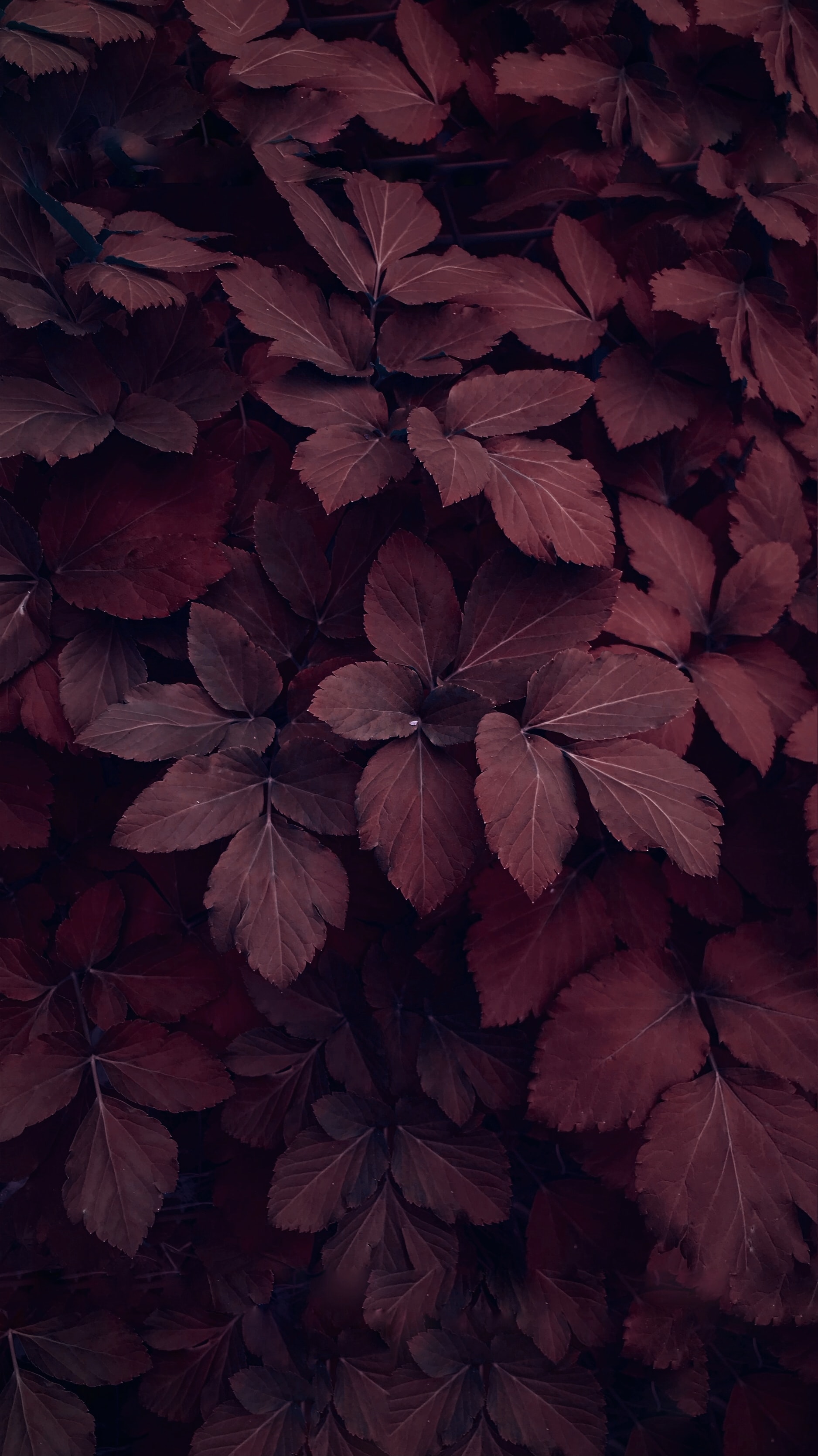 leaves, red, plant, macro 5K
