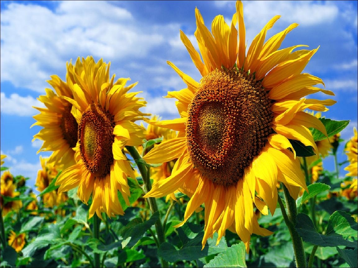 2390 Hintergrundbild herunterladen pflanzen, sonnenblumen - Bildschirmschoner und Bilder kostenlos