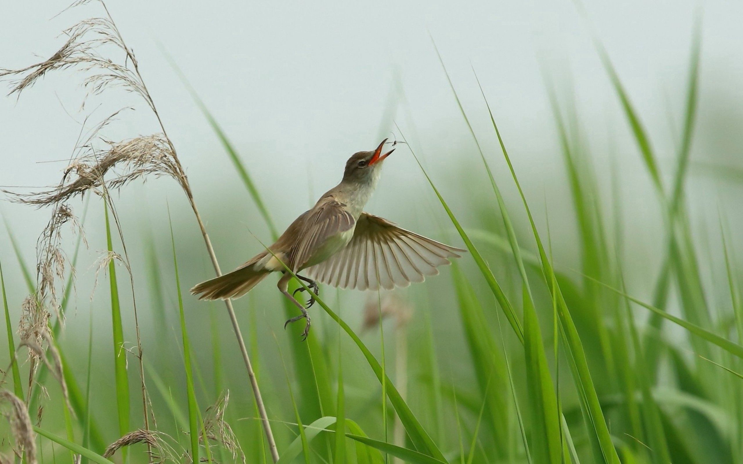 Download mobile wallpaper Grass, Flight, Animals, Bird for free.