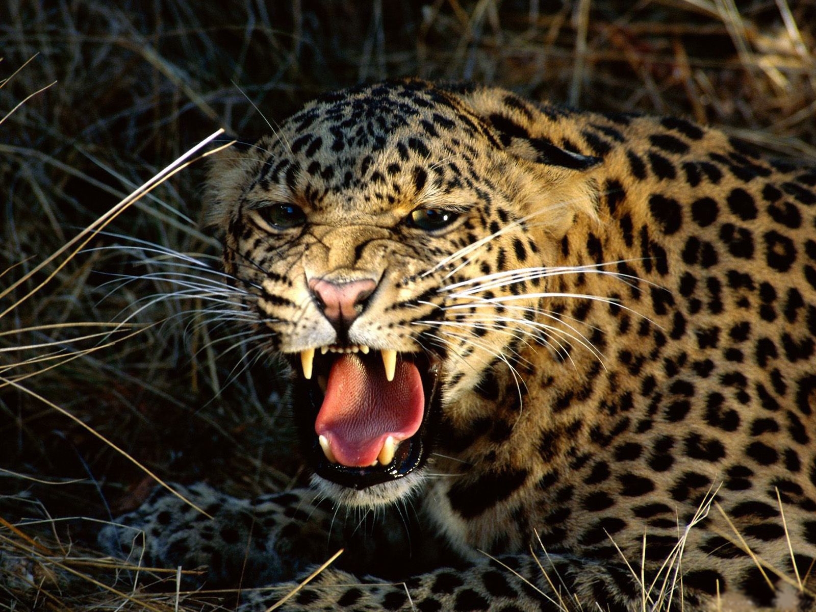 5065 baixar papel de parede animais, leopards - protetores de tela e imagens gratuitamente