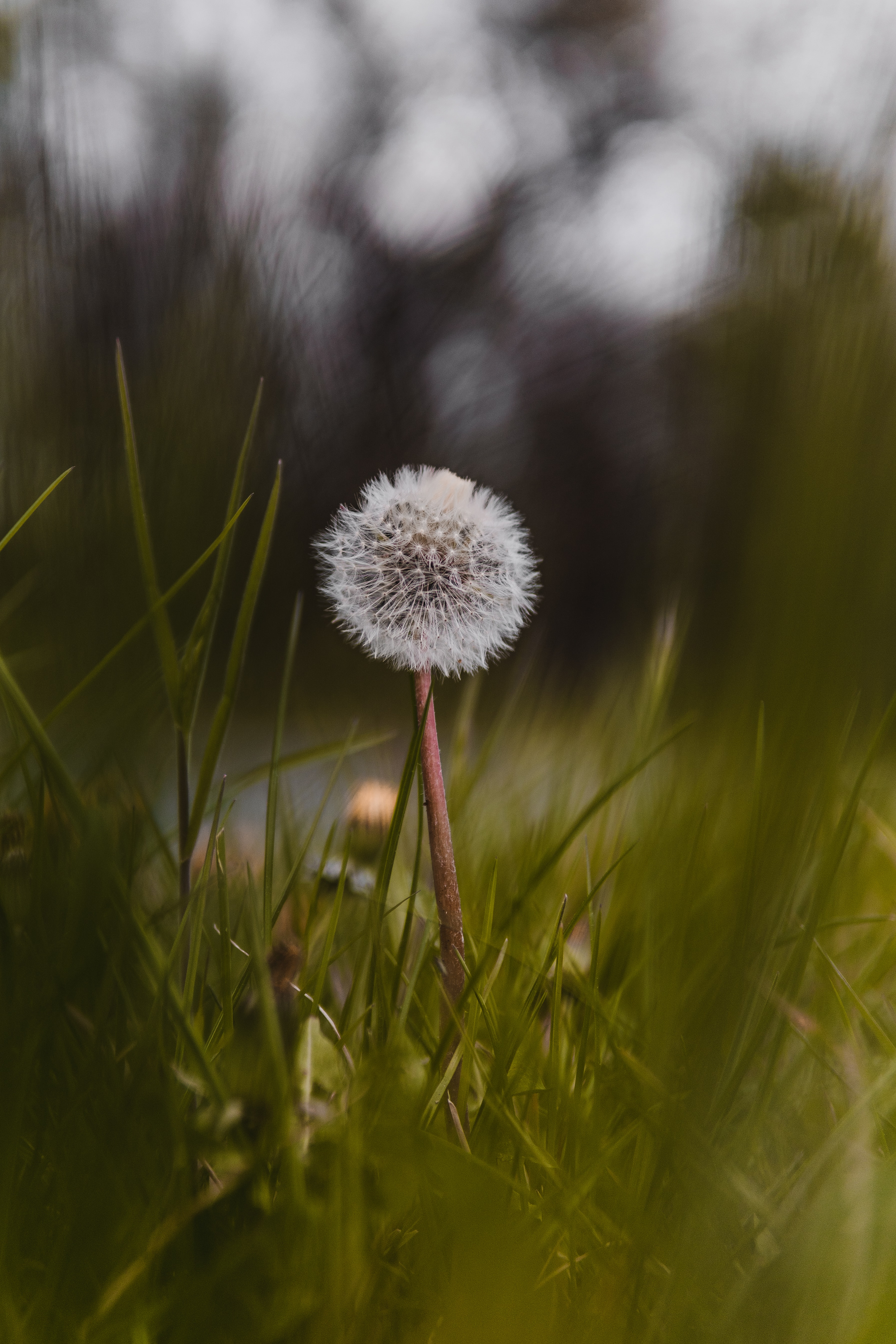 dandelion, nature, flower, fluffy Phone Background