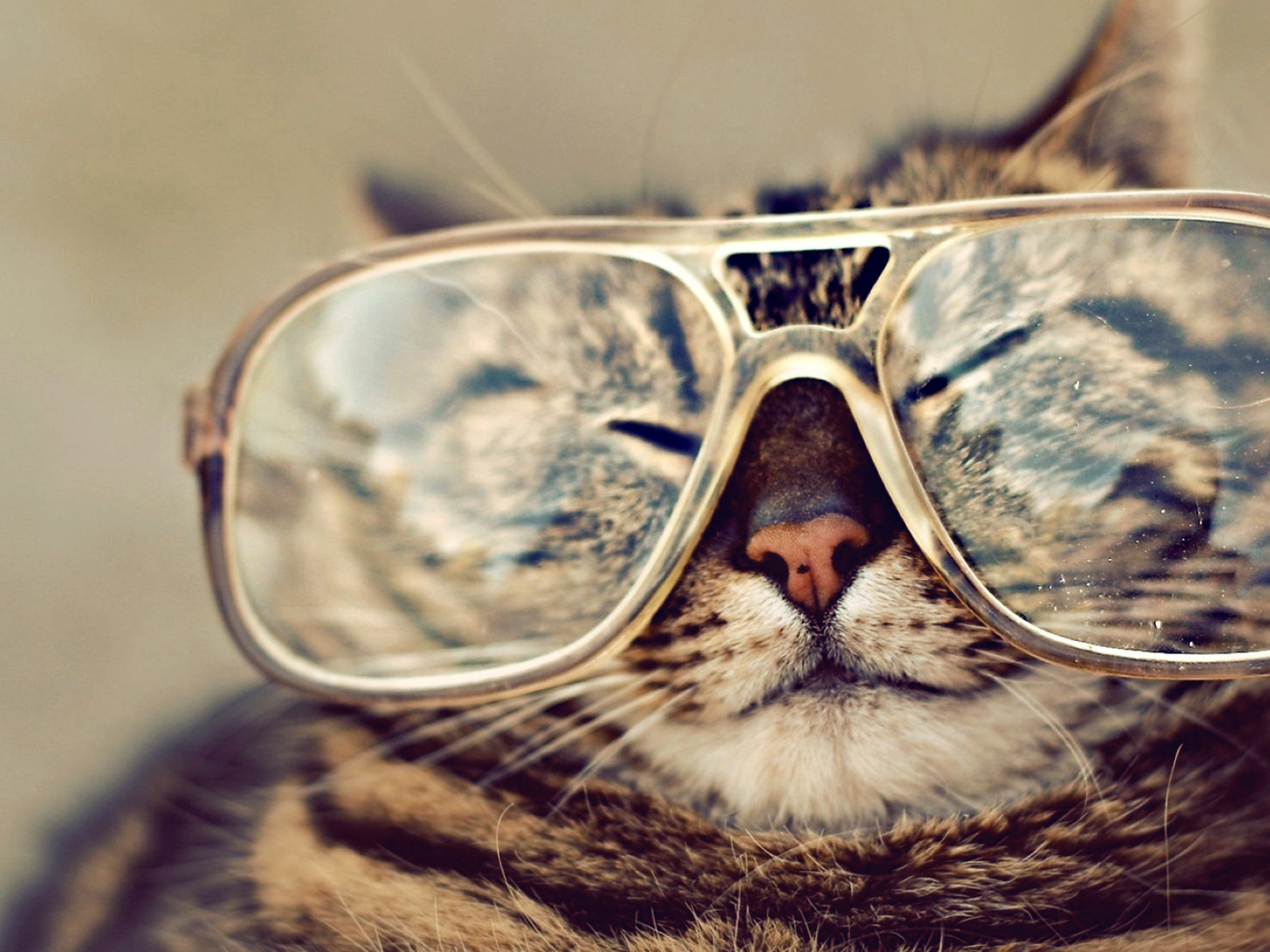 animal, cat, cats Glasses HQ Background Images