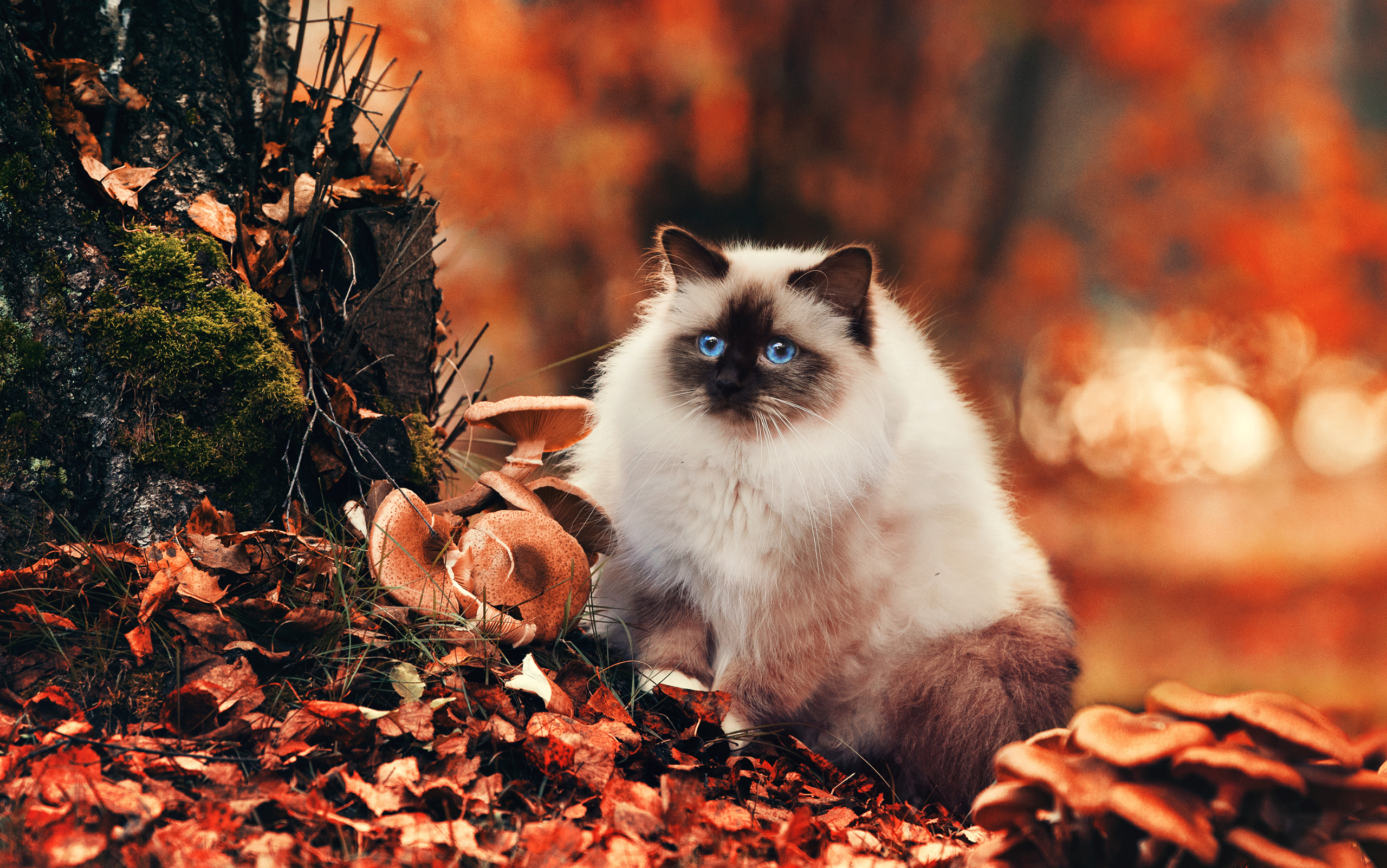 fluffy, animals, autumn, cat, foliage wallpaper for mobile