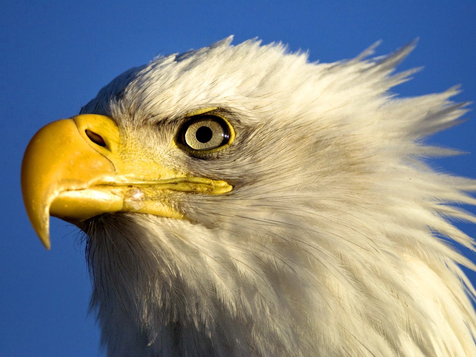 eagle, animals, bird, beak, predator