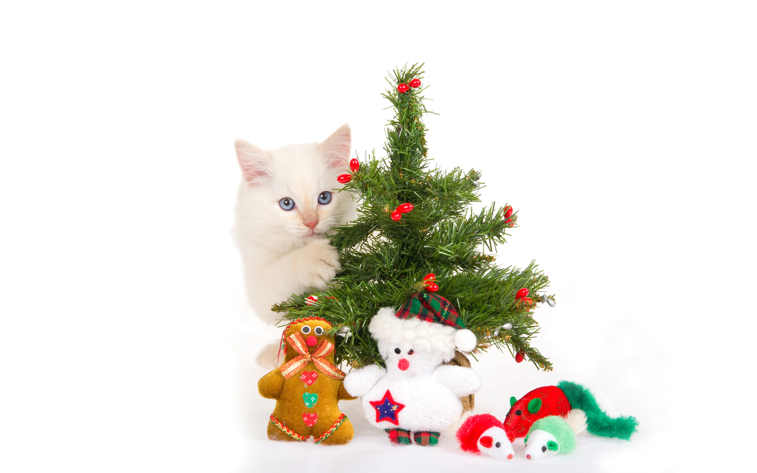 Handy-Wallpaper Feiertage, Tiere, Katzen, Neujahr, Spielzeug, Tannenbaum, Weihnachten kostenlos herunterladen.
