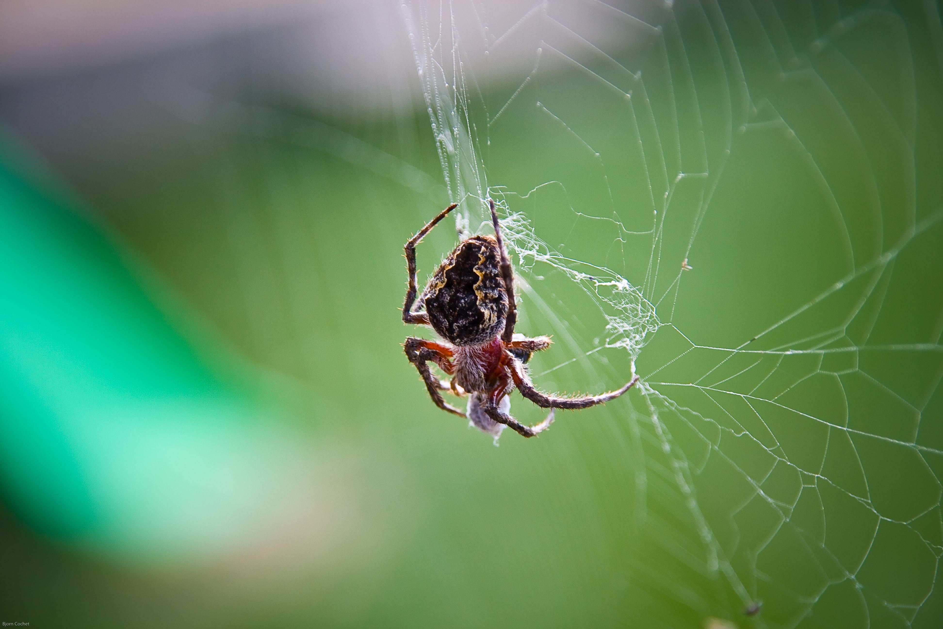 HD wallpaper web, macro, spider, weaving, braiding