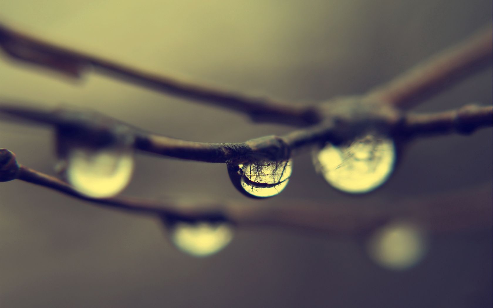 drops, reflection, macro, branches, dew High Definition image