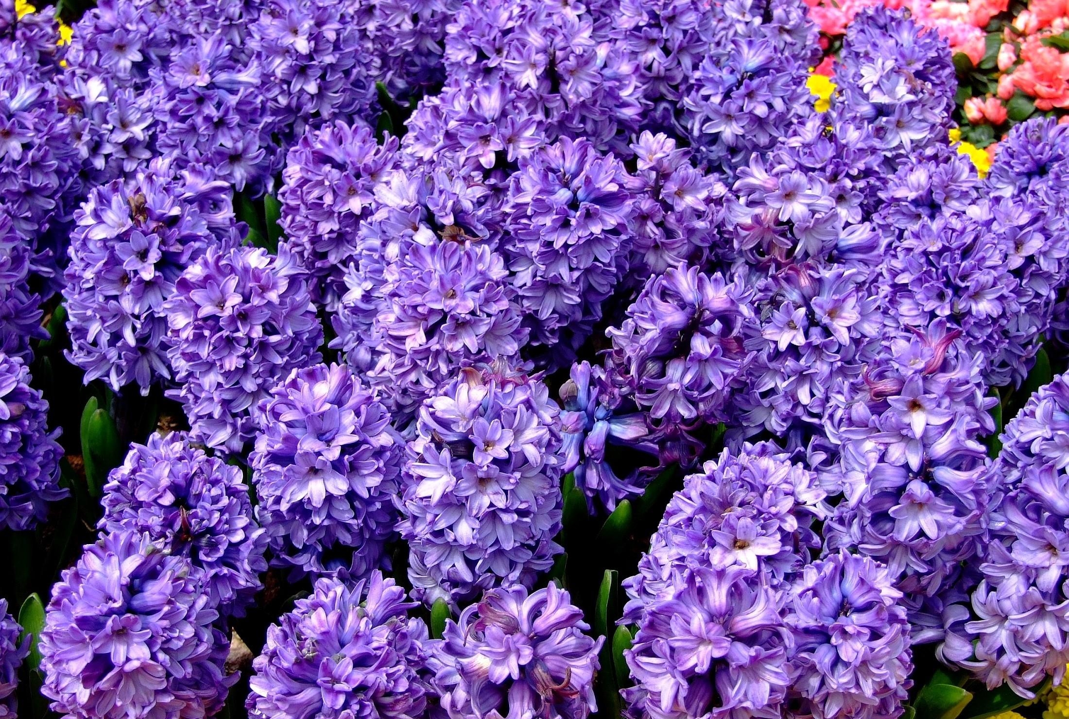 Laden Sie das Blumen, Nahaufnahme, Blumenbeet, Nahansicht, Frühling, Hyazinthen-Bild kostenlos auf Ihren PC-Desktop herunter