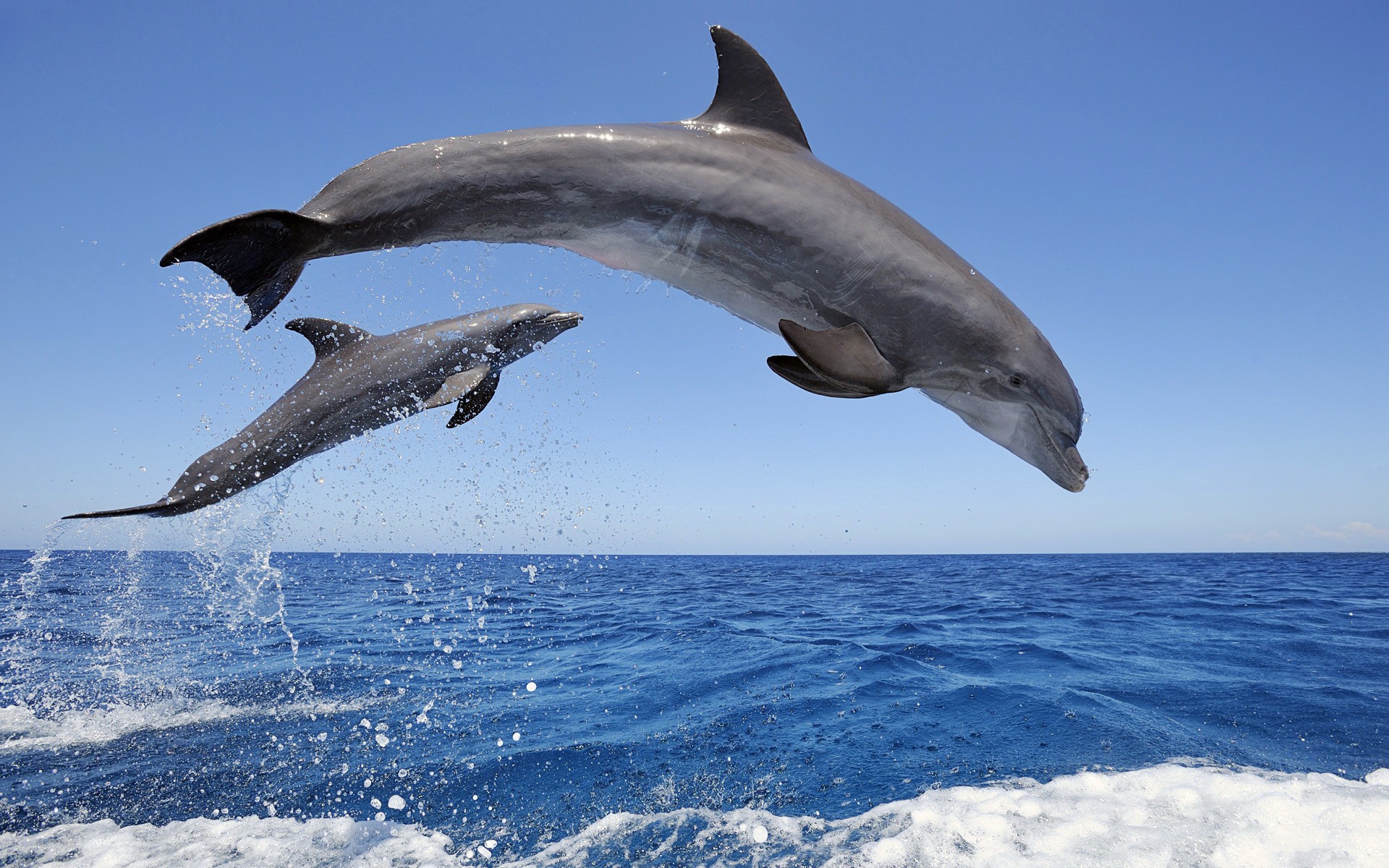 37292 Bildschirmschoner und Hintergrundbilder Delfine auf Ihrem Telefon. Laden Sie delfine, tiere, blau Bilder kostenlos herunter