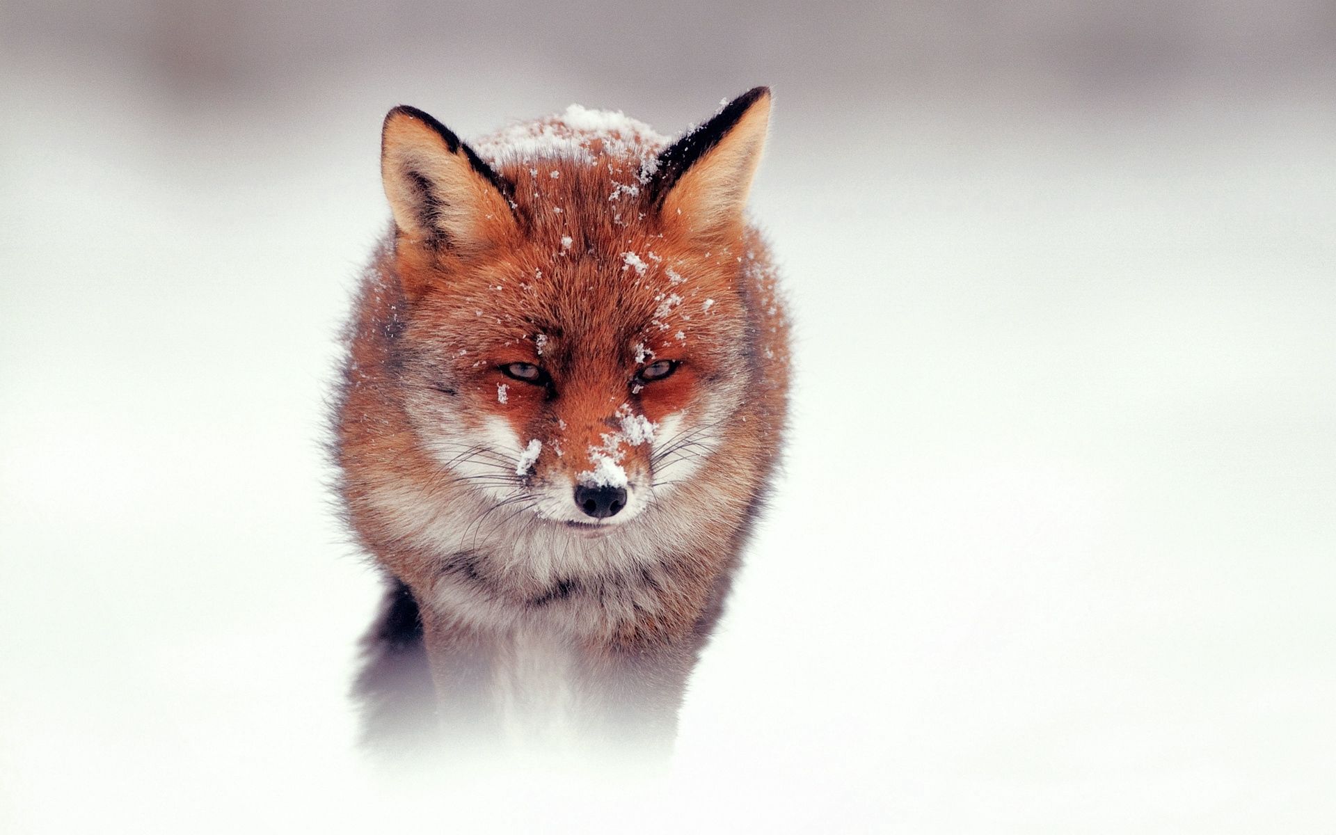 fox, animals, snow, stroll, hunting, hunt, wind lock screen backgrounds