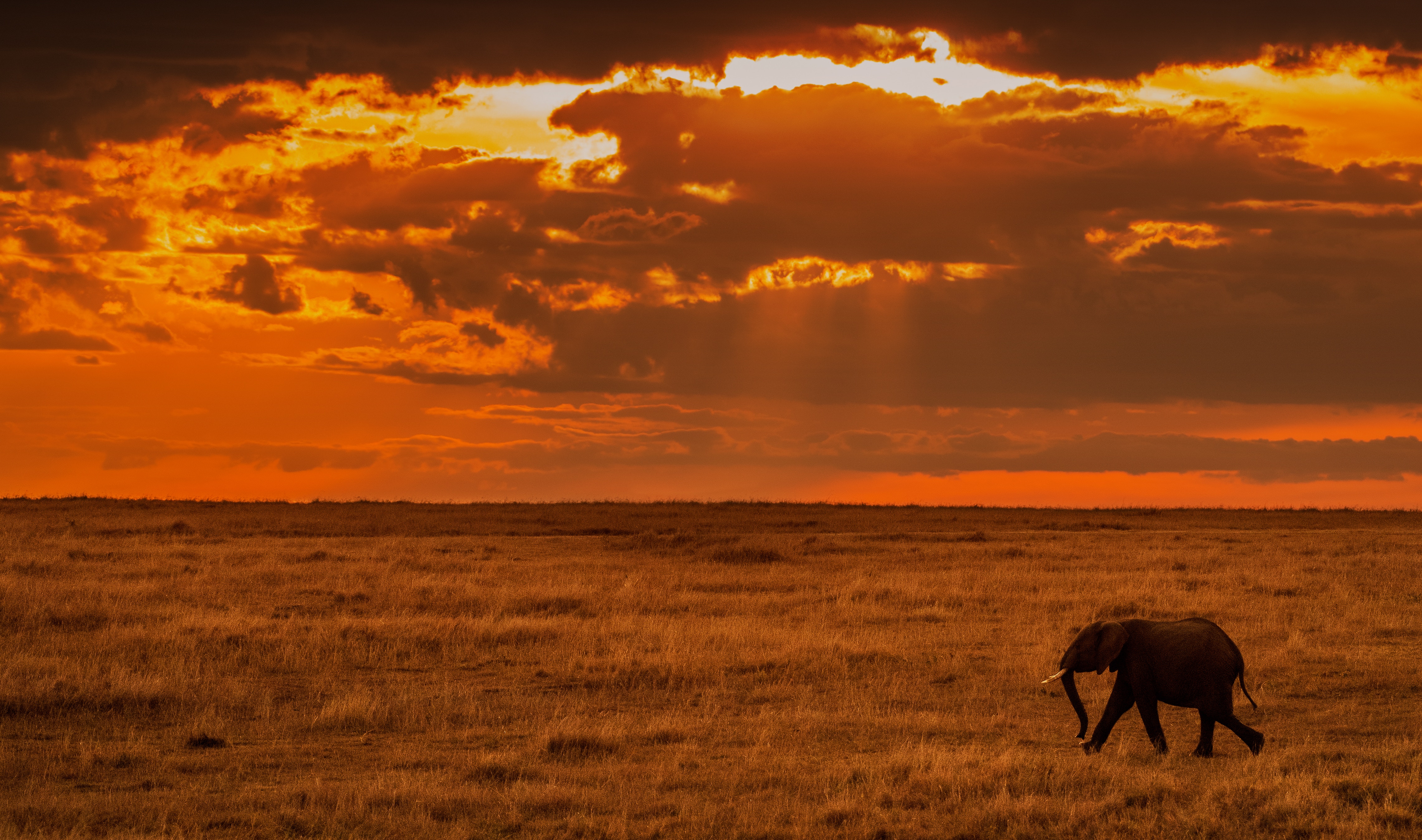 68506 Bild herunterladen tiere, natur, sunset, savanna, elefant, elefanten, afrika - Hintergrundbilder und Bildschirmschoner kostenlos