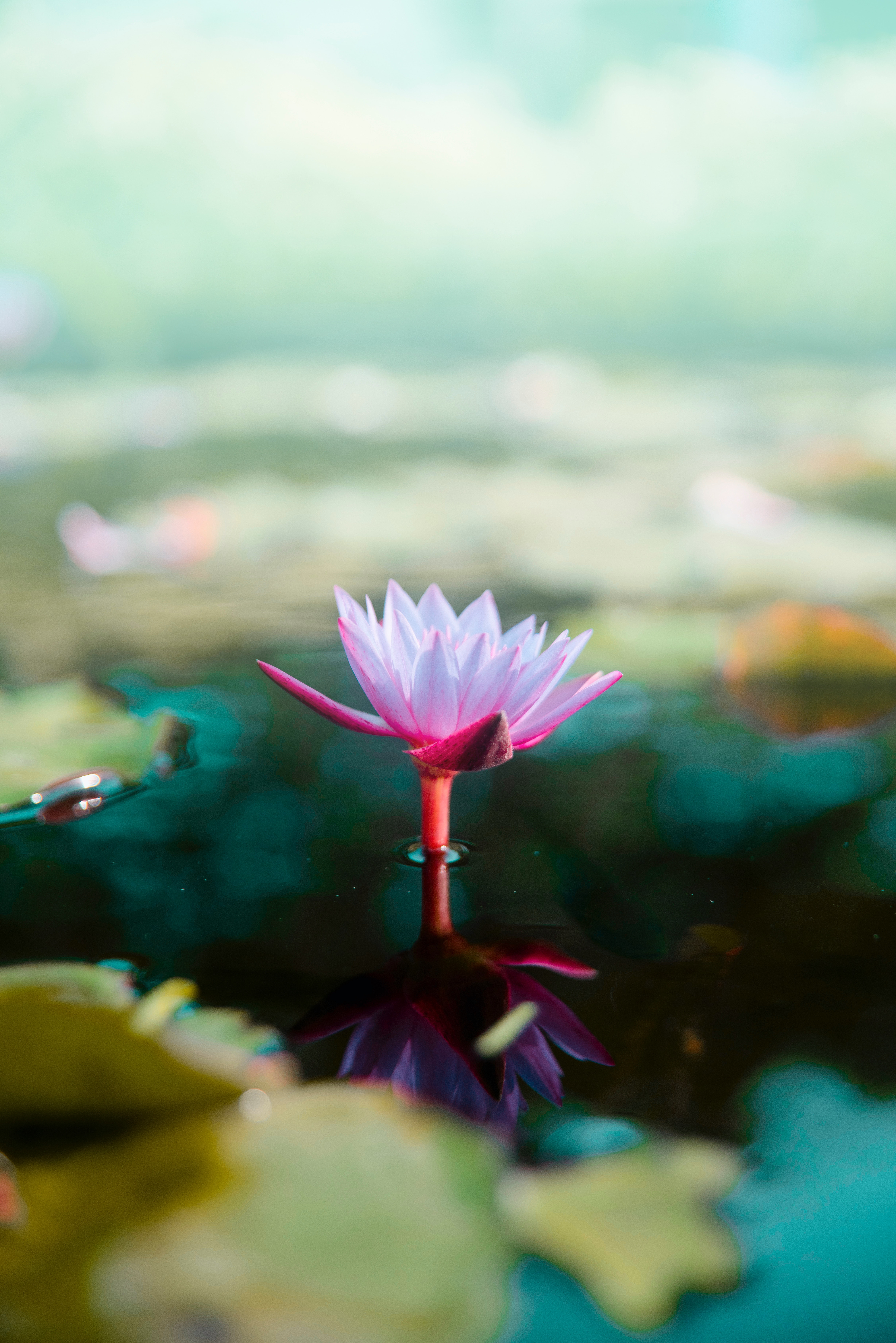 smooth, blur, water, flower Full HD