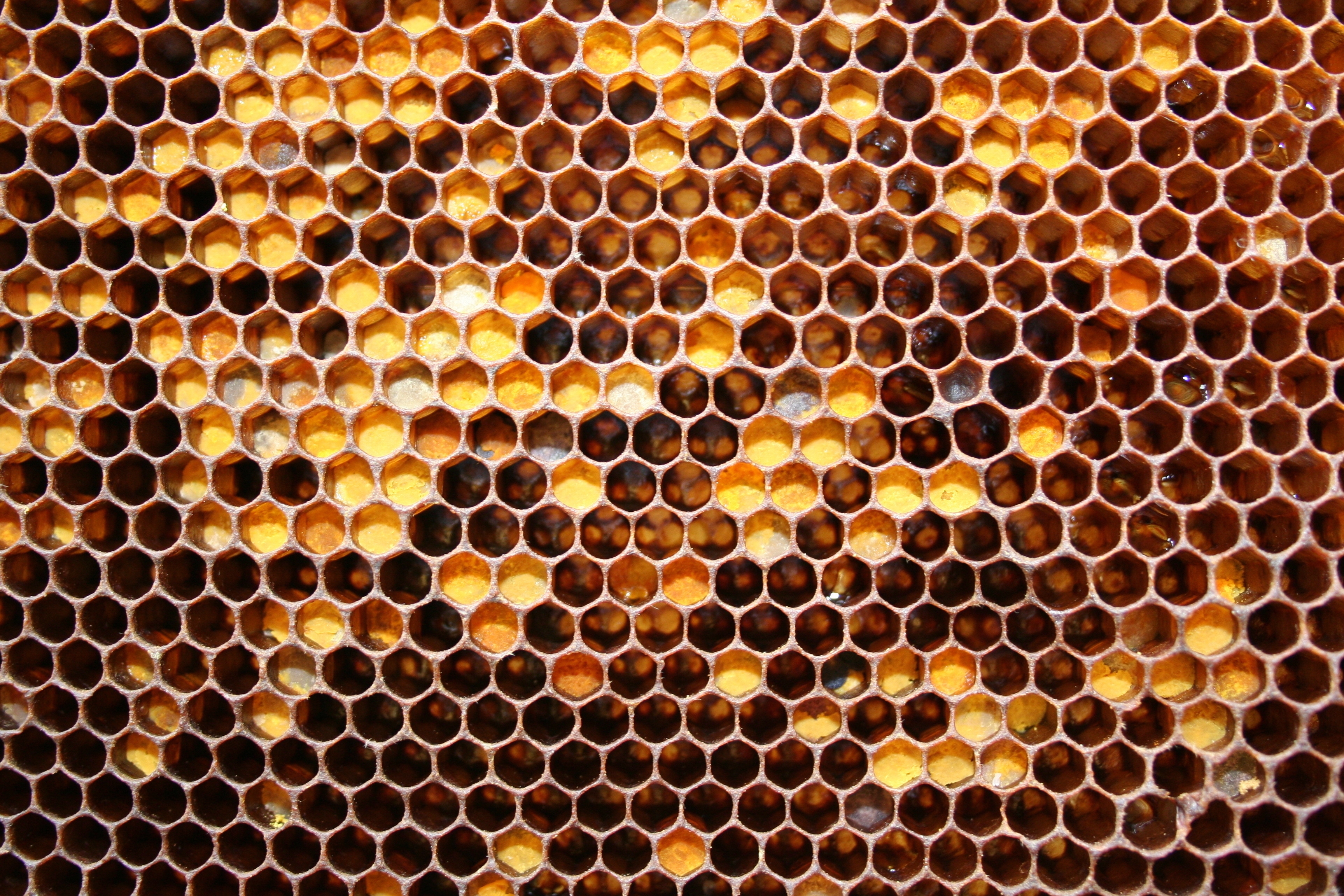 116203 Hintergrundbild herunterladen lebensmittel, honig, bienenwabe, waben, may honey, mai schatz - Bildschirmschoner und Bilder kostenlos