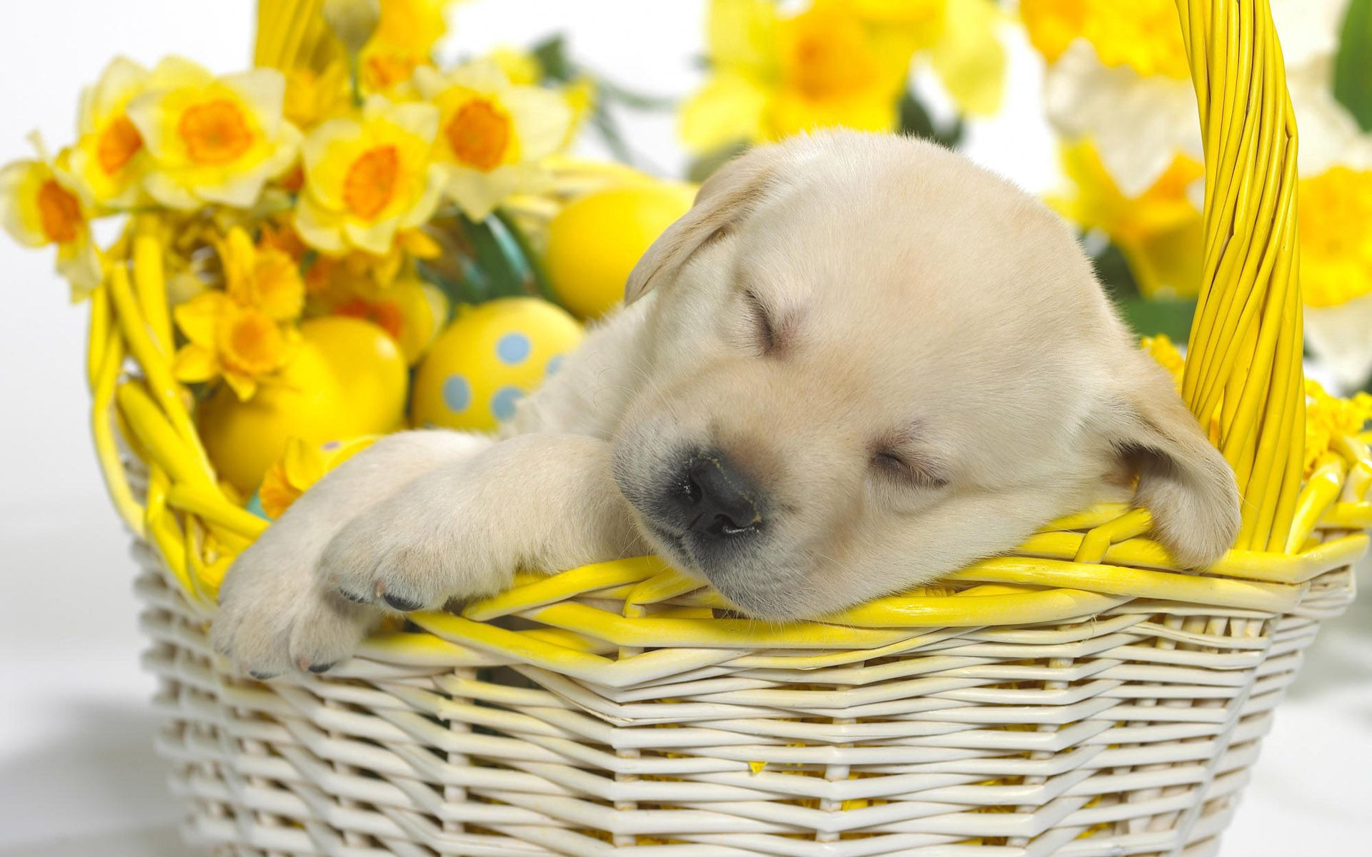 58117 download wallpaper animals, flowers, easter, puppy, sleep, dream, basket screensavers and pictures for free