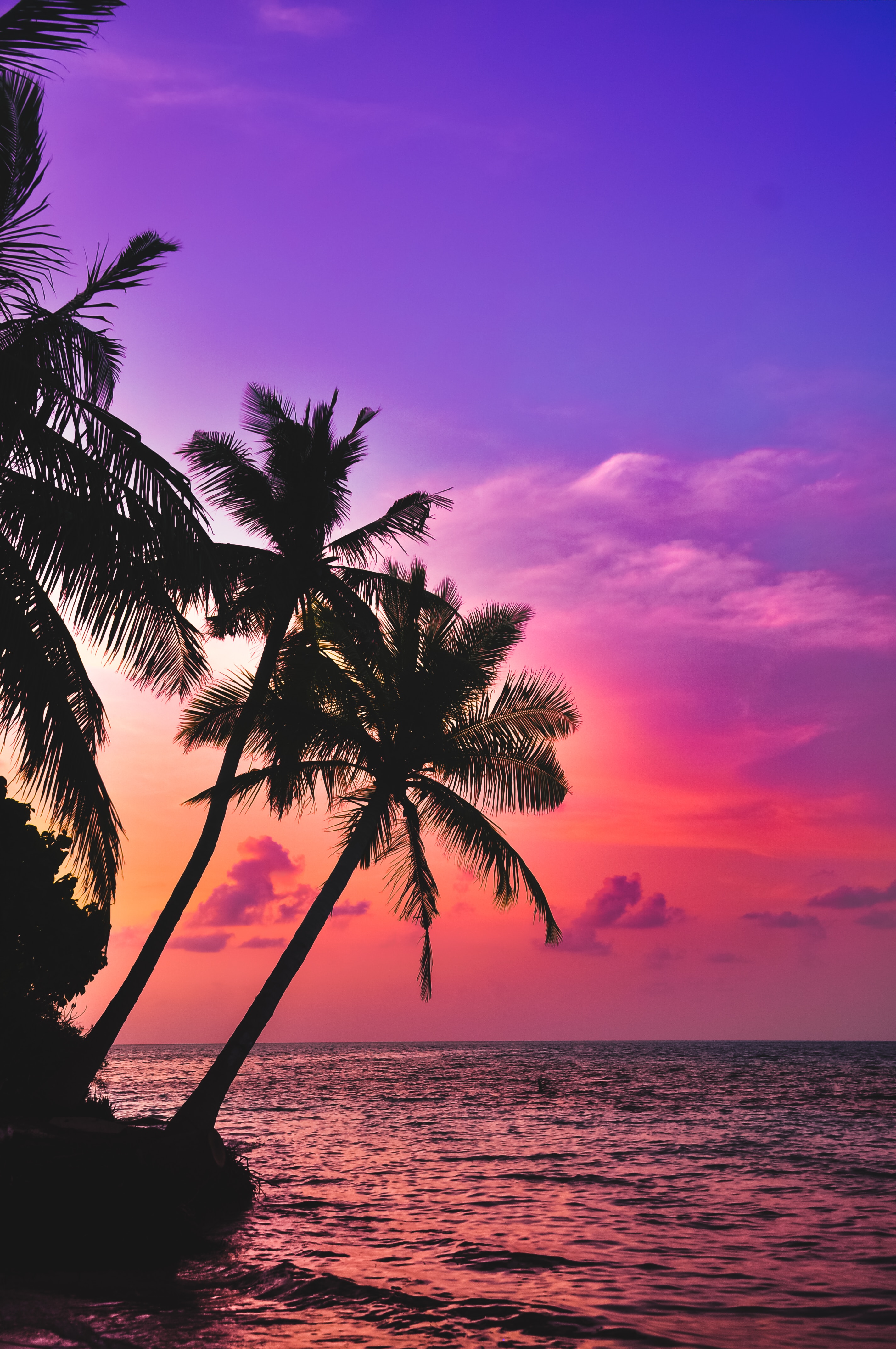 64146 Bild herunterladen natur, sunset, sea, palms, dunkel, twilight, dämmerung, tropen - Hintergrundbilder und Bildschirmschoner kostenlos