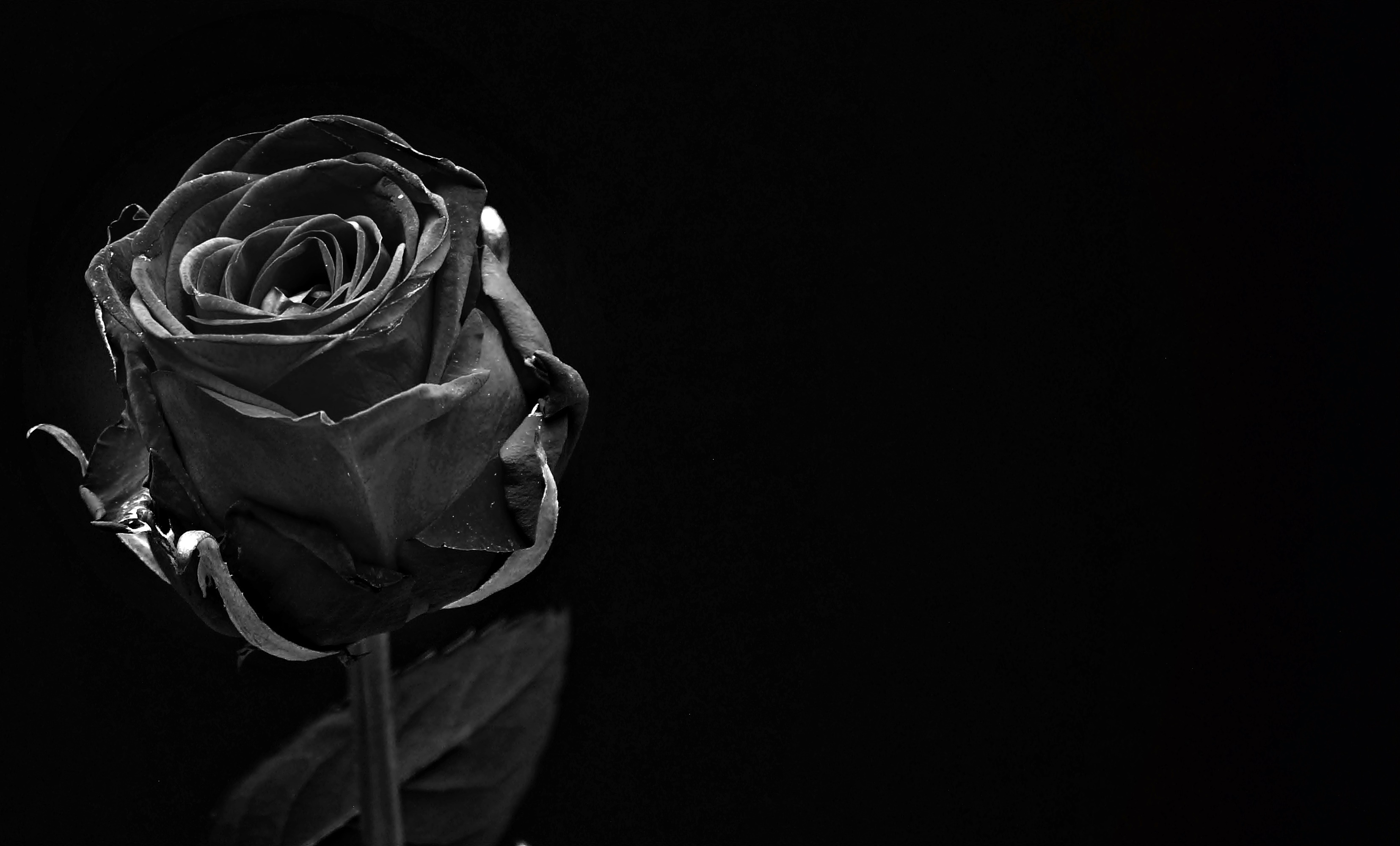 149232 Заставки і шпалери Троянда на телефон. Завантажити квіти, чорний, темний, роза, троянда, бутон, брунька, чб картинки безкоштовно