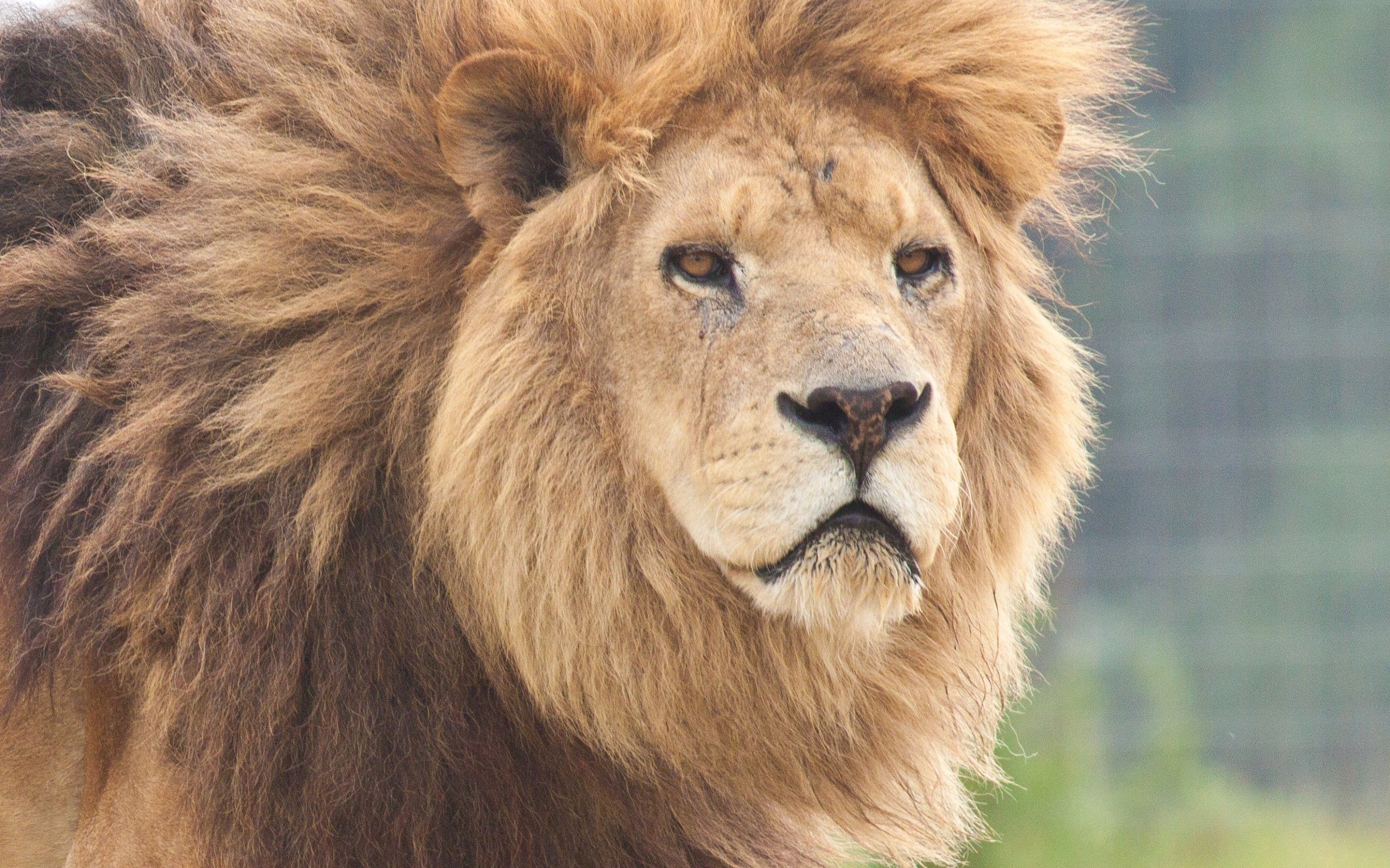 Free Images muzzle, predator, animals Lion