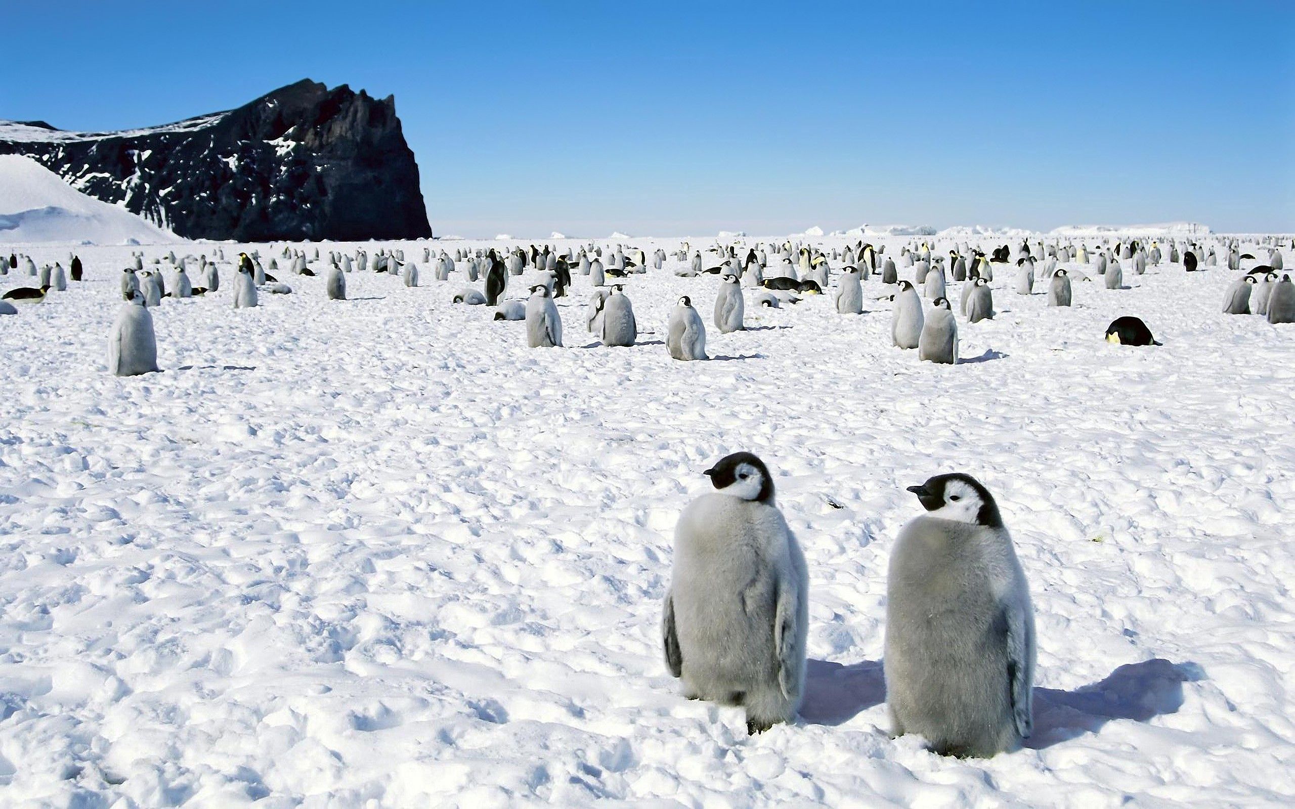 antarctica, animals, stroll, birds HD Mobile