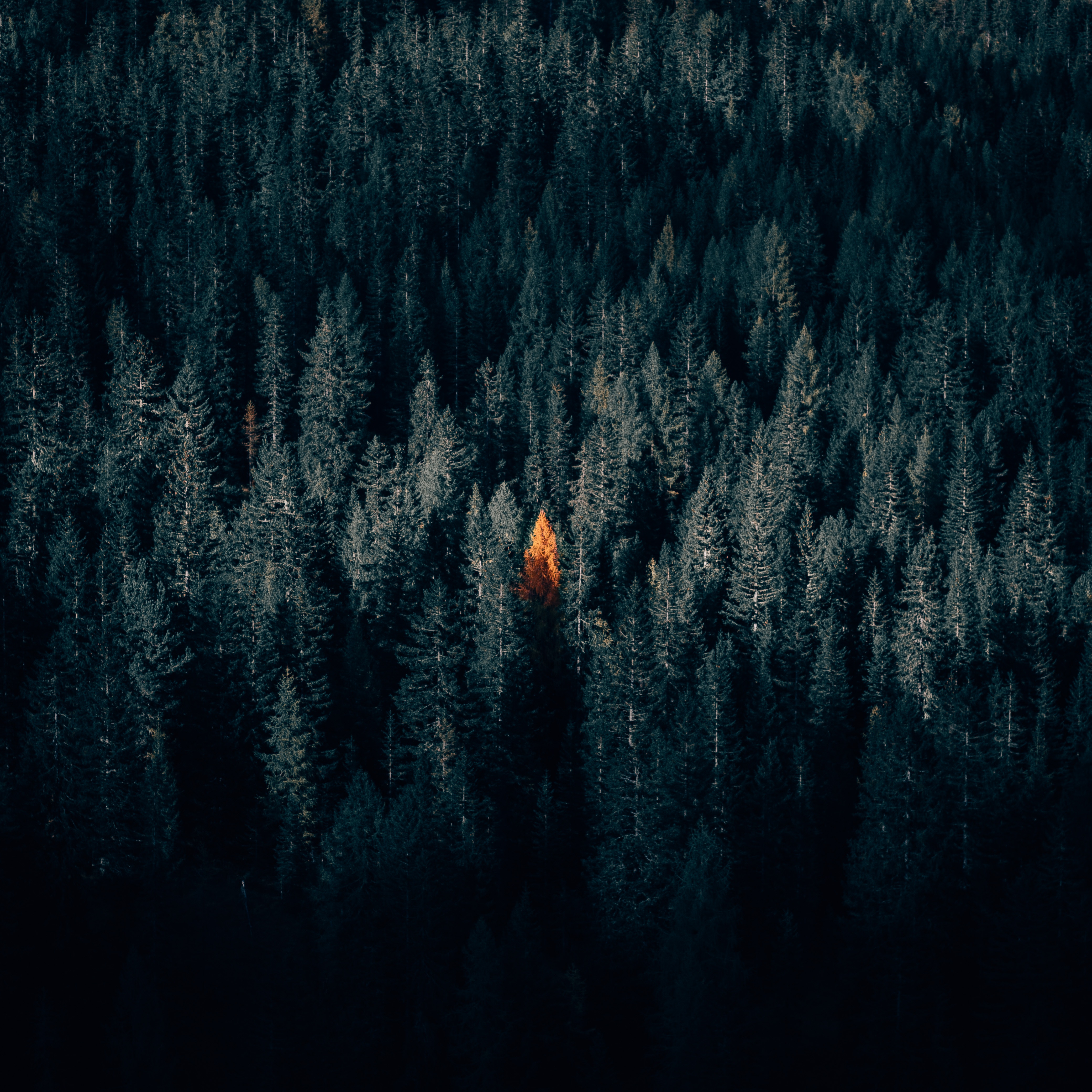 view from above, forest, autumn, dark Free HD pic