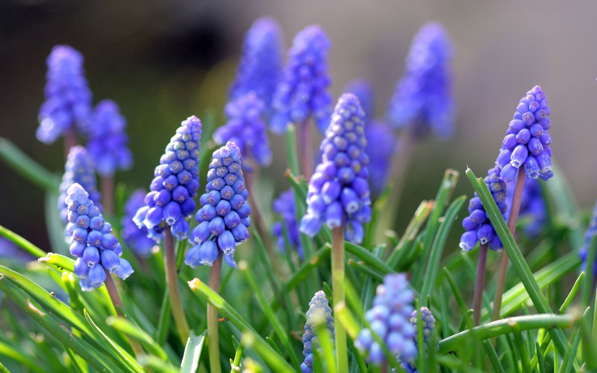 Popular Muscari images for mobile phone