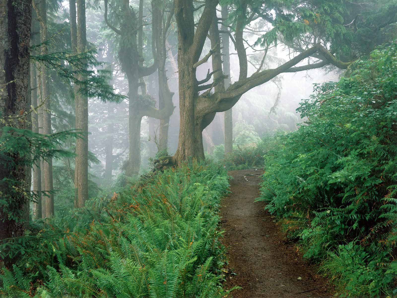 Phone Background fog, trees, path, fern