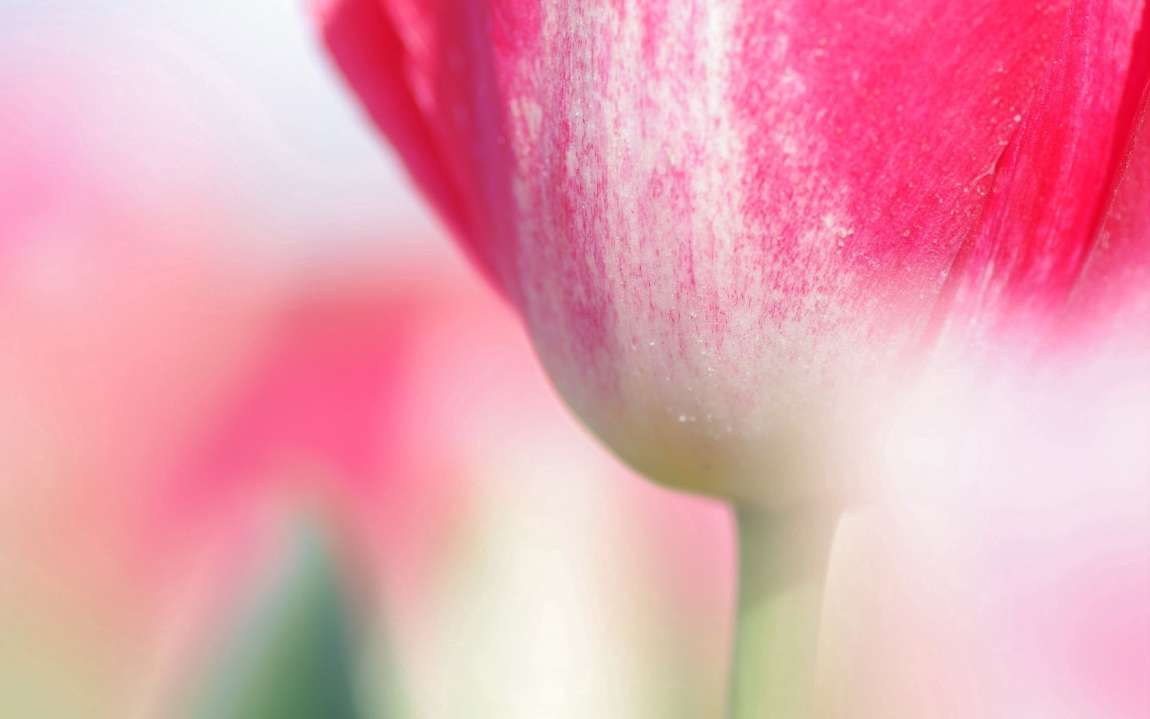 tulip, macro, flower, stem HD Phone wallpaper