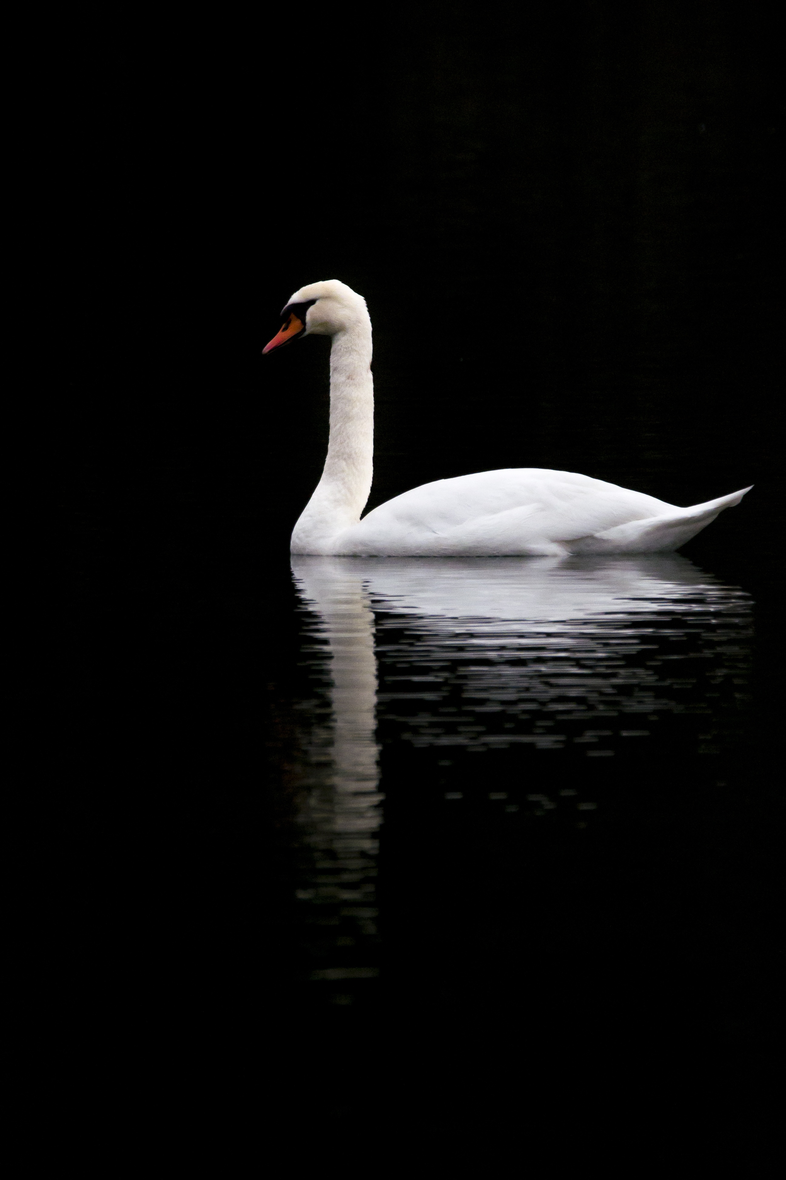 black, swan, reflection, lake HD Phone wallpaper