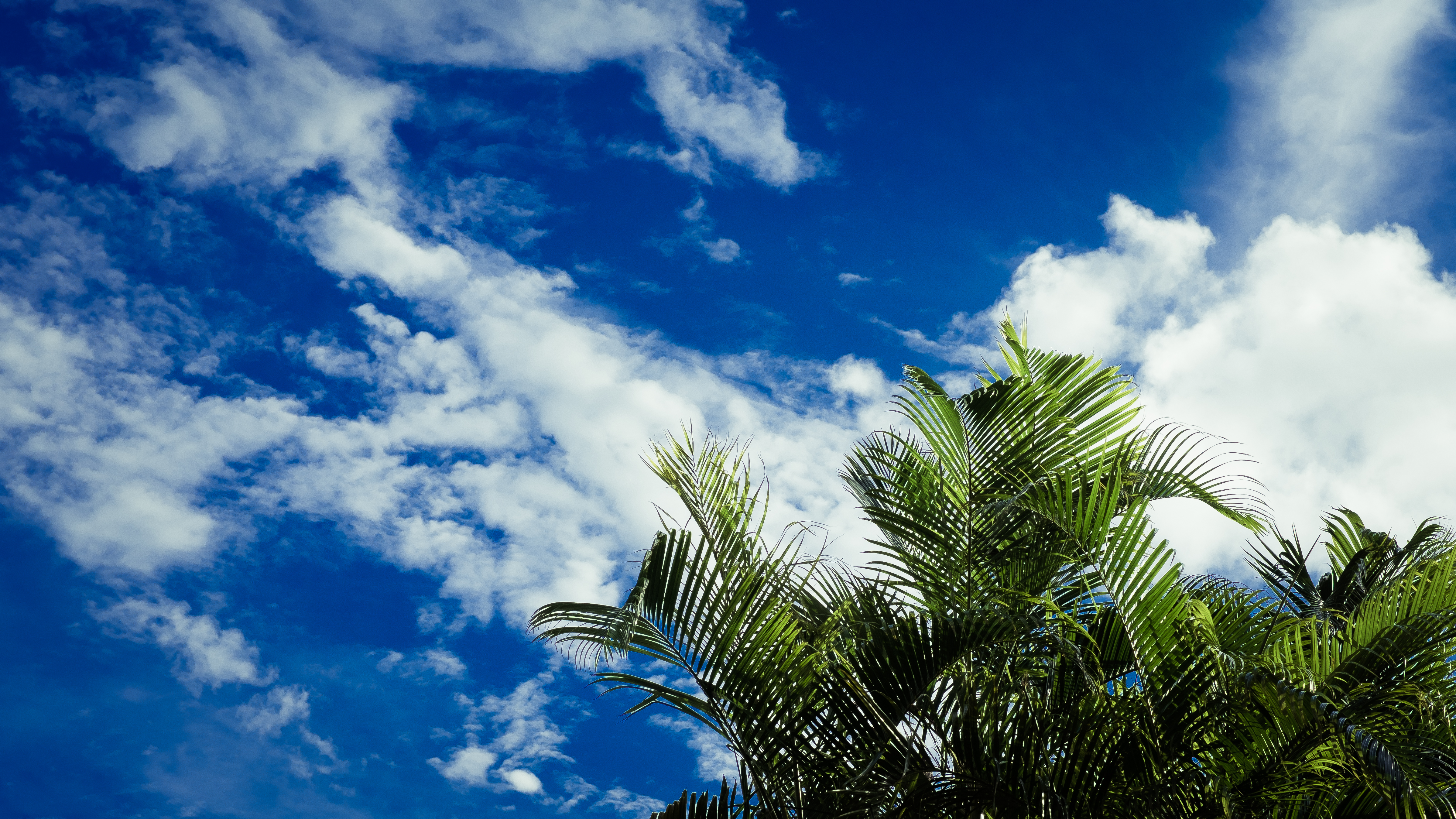 sky, clouds, nature, leaves, palms, tropics download HD wallpaper