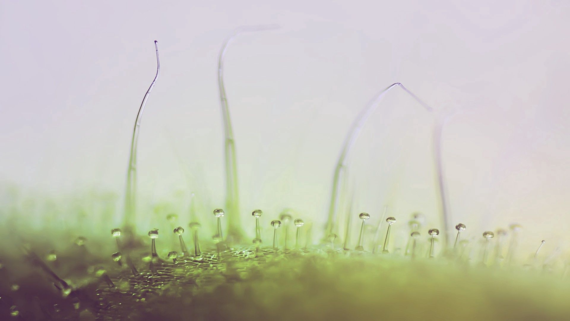 background, grass, drops, plant, macro, light, light coloured Full HD