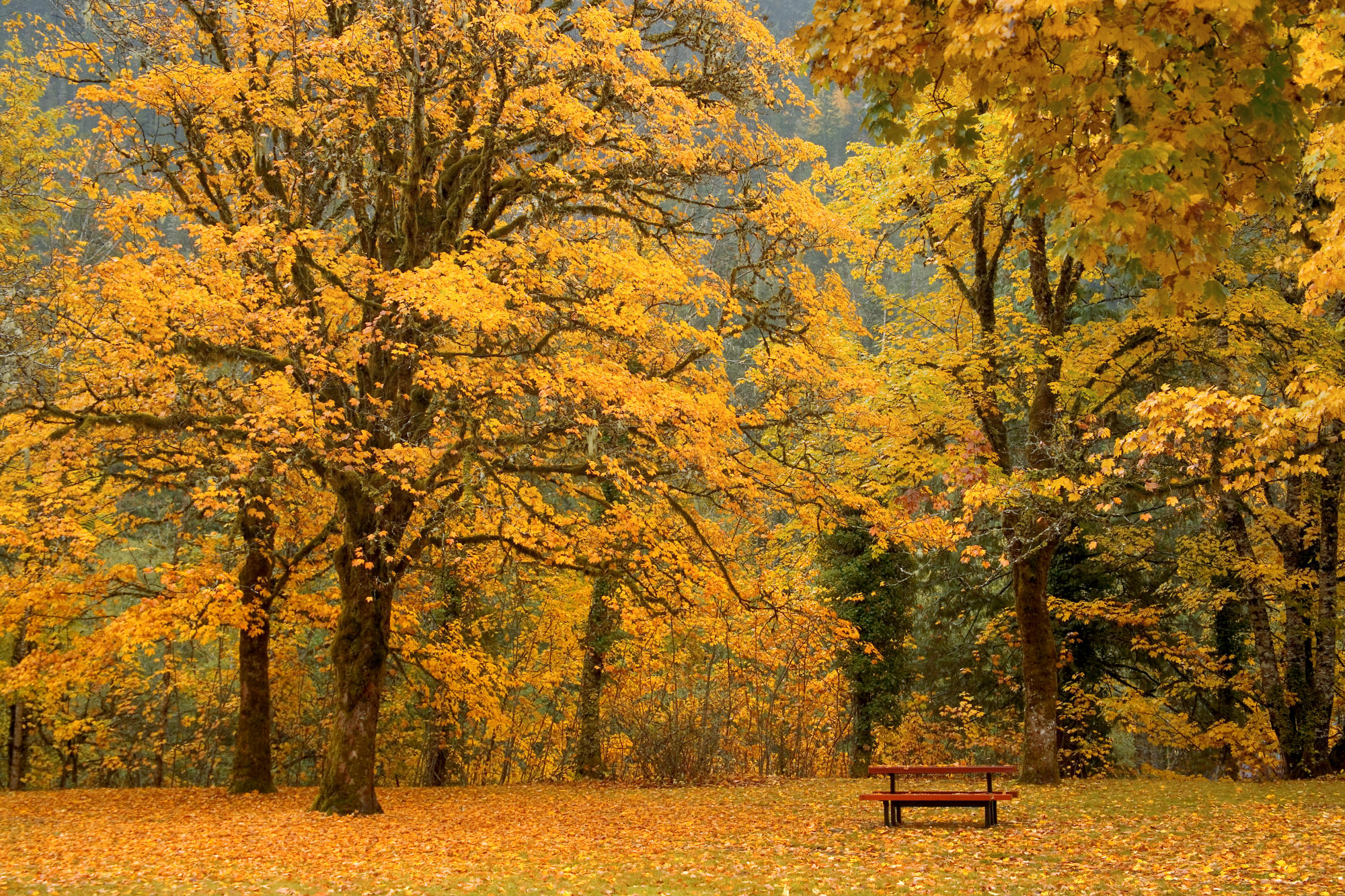 522715 免費下載壁紙 自然, 树, 秋季, 纽哈勒姆, 野餐, 华盛顿, 树木 屏保和圖片
