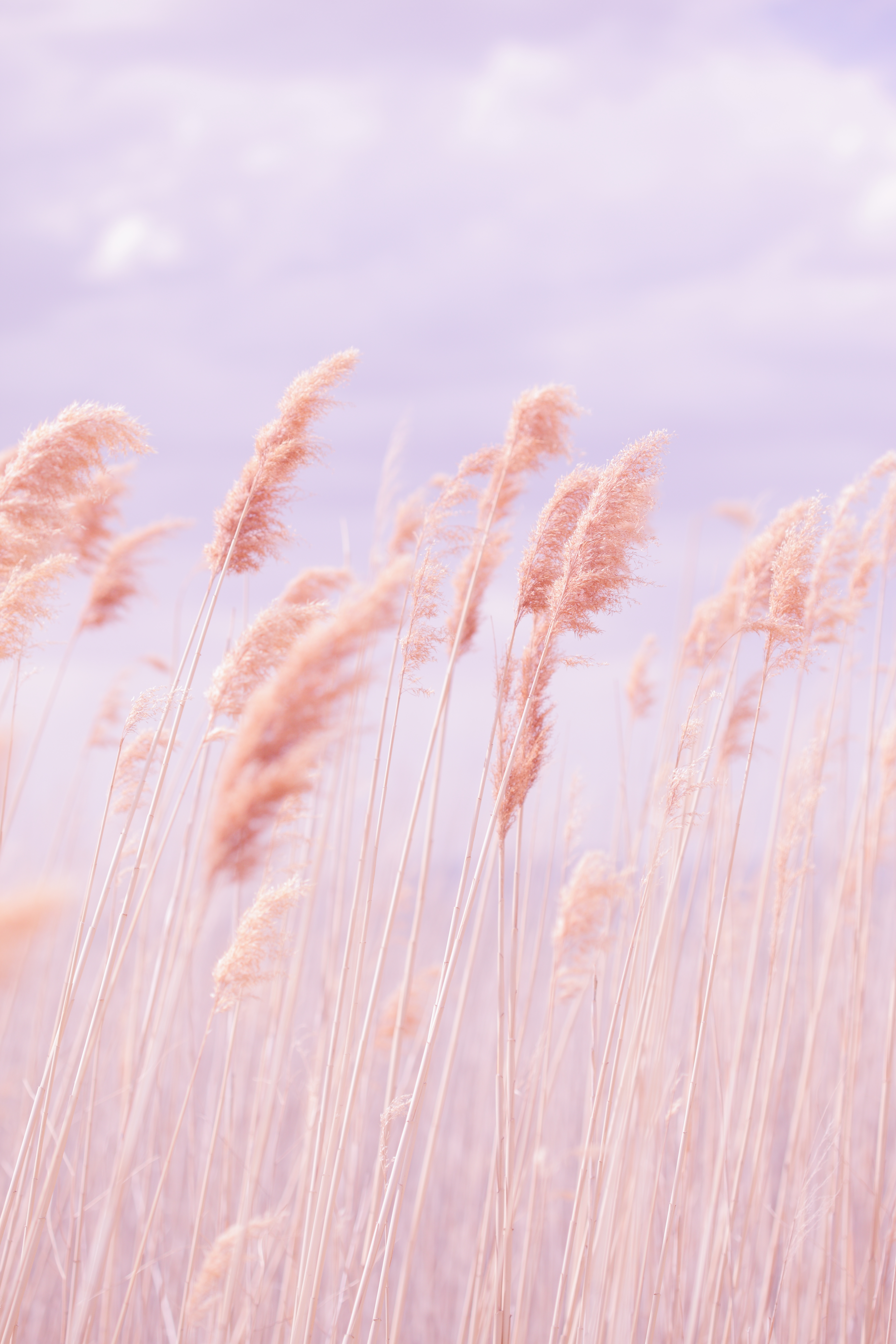 Download mobile wallpaper Pink, Grass, Macro, Field, Wind for free.