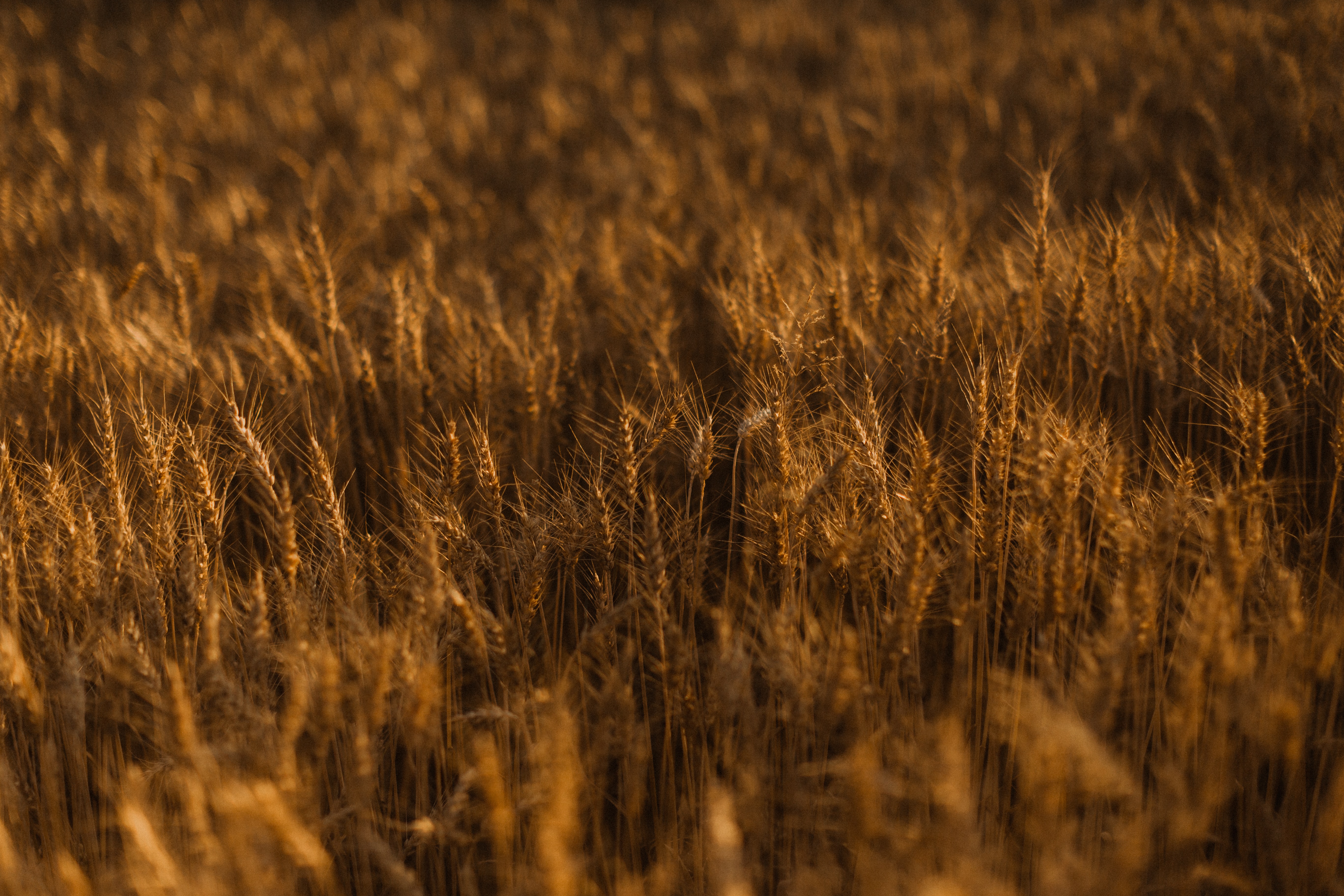 Golden grass, gold, nature, spikes 8k Backgrounds