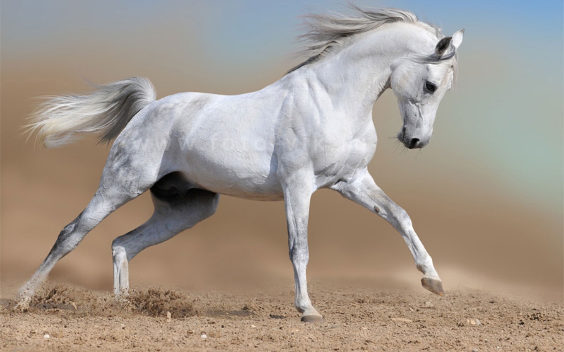 29002 Bild herunterladen pferde, tiere - Hintergrundbilder und Bildschirmschoner kostenlos